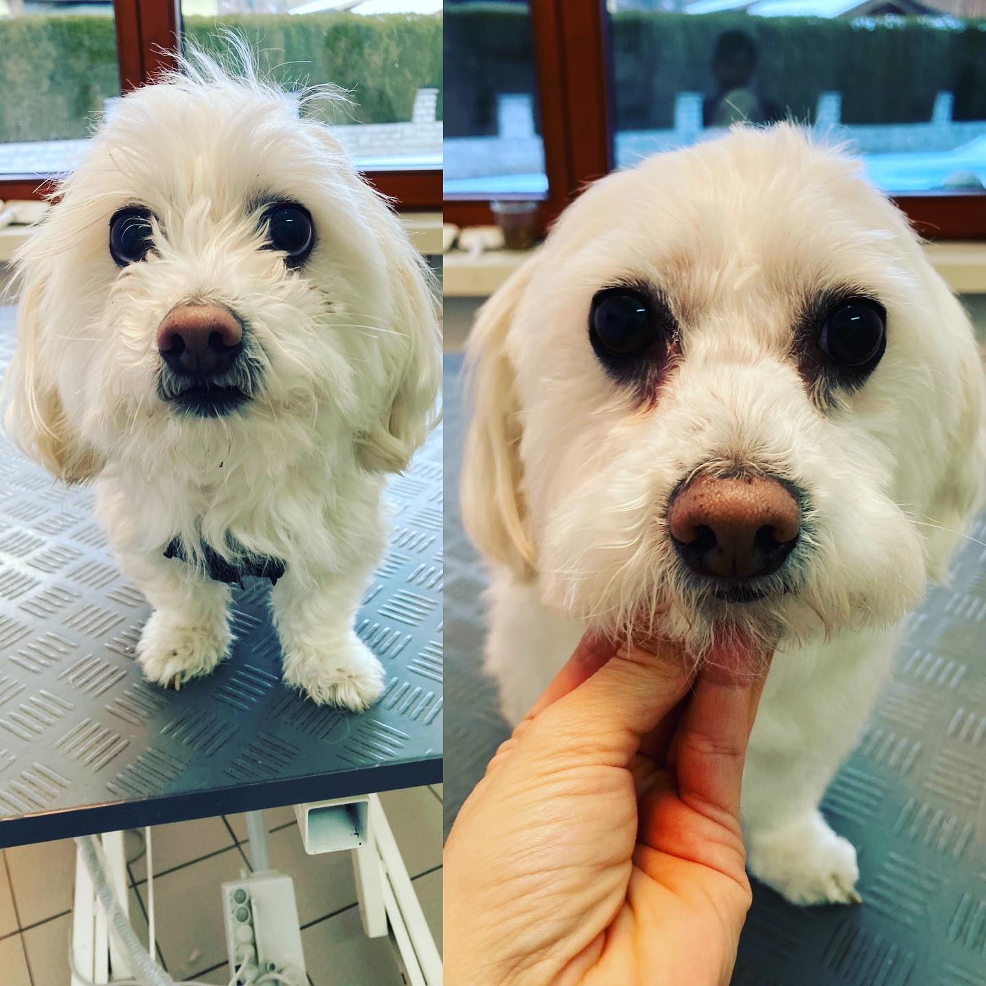 Der kleine Wasti wollte sich beim nachher Bild nicht so gerne zeigen🤭 Darum musste ich ihn ein wenig nach helfen.
Ein süßer Kerl🥰❤️