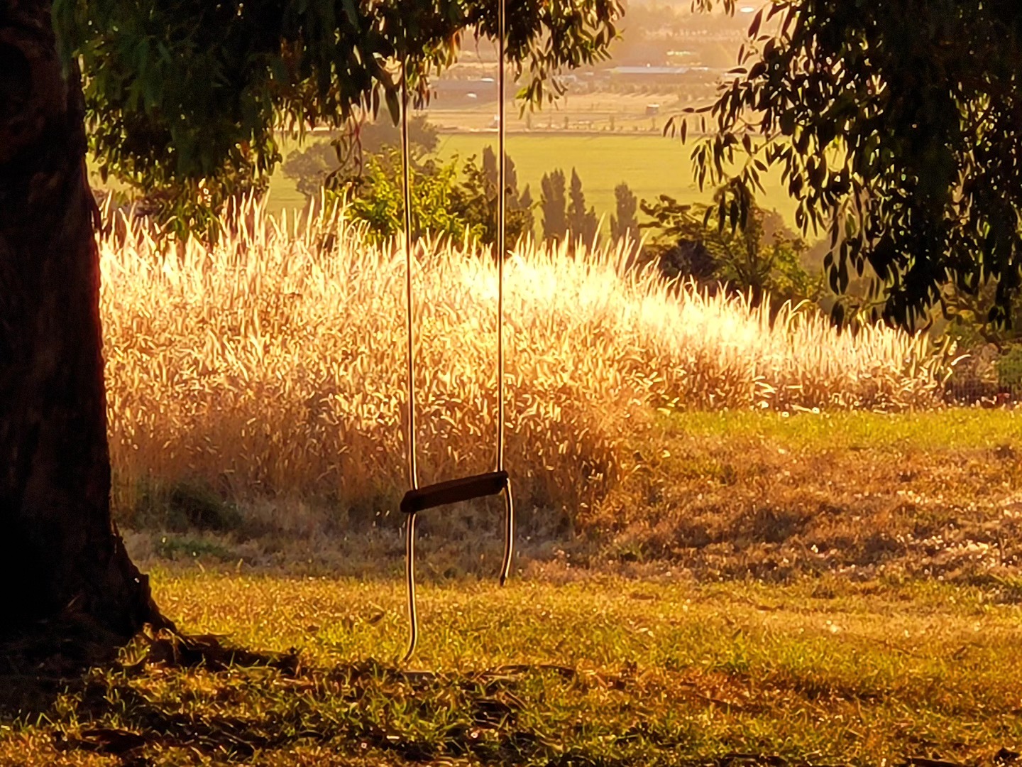 The evening light through tall grass and a swing at Mountain Spirit, NZ.
,
,
@purenewzealand #newzealand #wanaka #lovewanaka @wanaka #mountainspirit #meditation #yurt