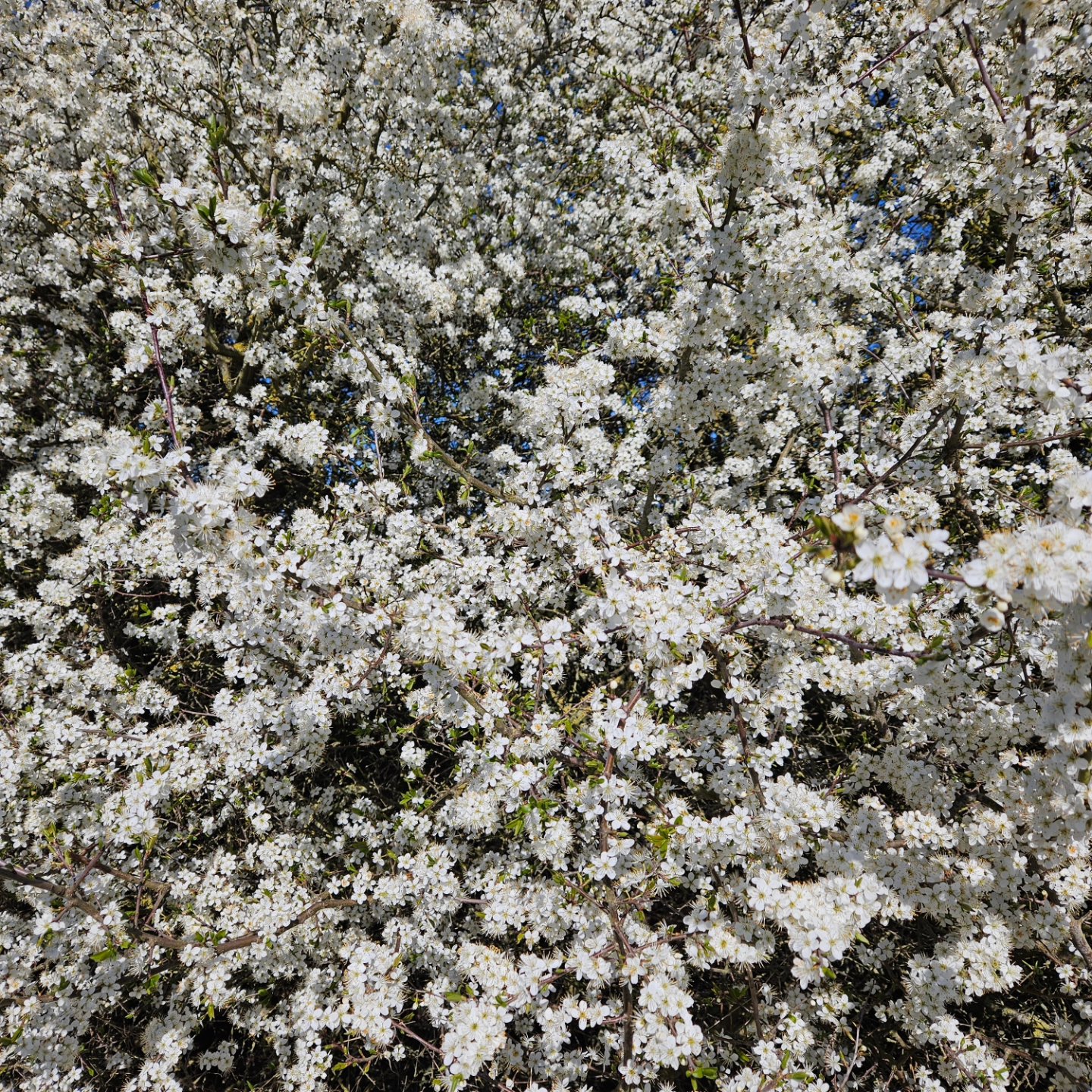 Picture of the thorn in flower near one of our apiaries just because of how nice it looks!
Blue skies, lovely temps and an abundance of spring pollen means the bees season is we'll underway. Infact it is weeks ahead of last year...hives are booming 👍
Must add space for the expanding colonies urgently!
#derwenthoney #honey #ukbees #yorkshirehoney #yorkshiredeli #runnyhoney #softsethoney #blackthorn #york