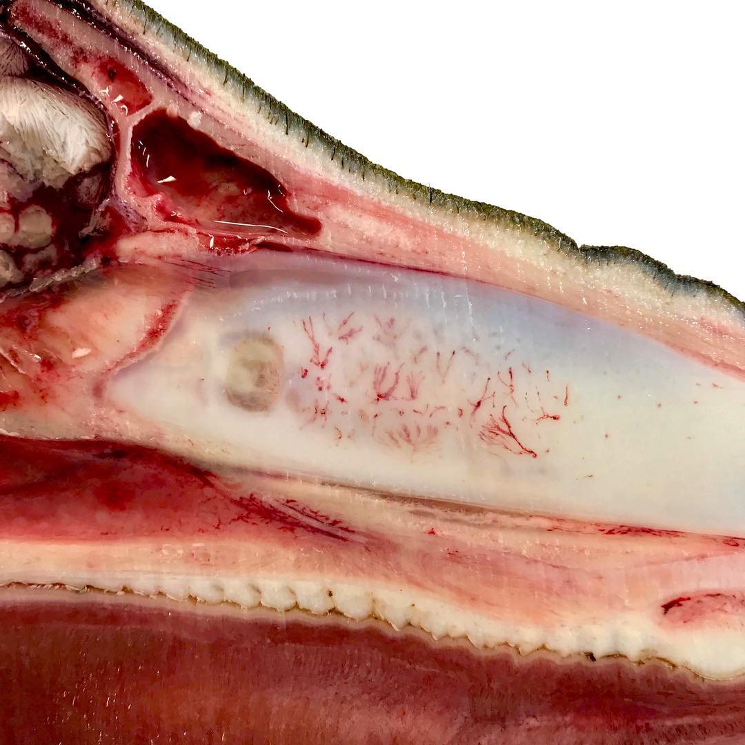 More of that hemisected pig head. 😄 This is a close-up of the inside of the nose. That broad, white tissue is cartilage forming the nasal septum. What’s really special here is that you can see all the tiny blood vessels supplying blood to the cartilage! Because the head was frozen when we cut it, the blood didn’t immediately leak out. It’s soooo beautiful!!
.
#science #macabreart #pigsofinstagram #womeninstem #dissection #nose #pig #anatomy #vetmed #teachersofinstagram #scienceart #cartilage #scicomm