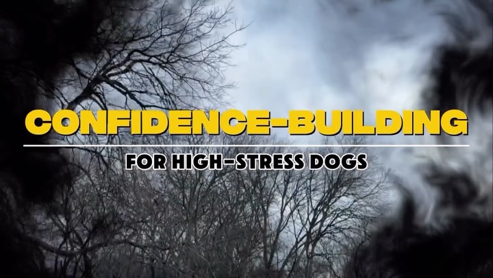 💥Confidence isn’t random. It’s built.
River didn’t wake up brave.
We created small, structured challenges and helped her succeed through them.
When a dog learns to move through pressure in one area, it starts bleeding into everything else — walks, new places, handling, life.
Confidence is a skill.
And skills can be trained.🐾