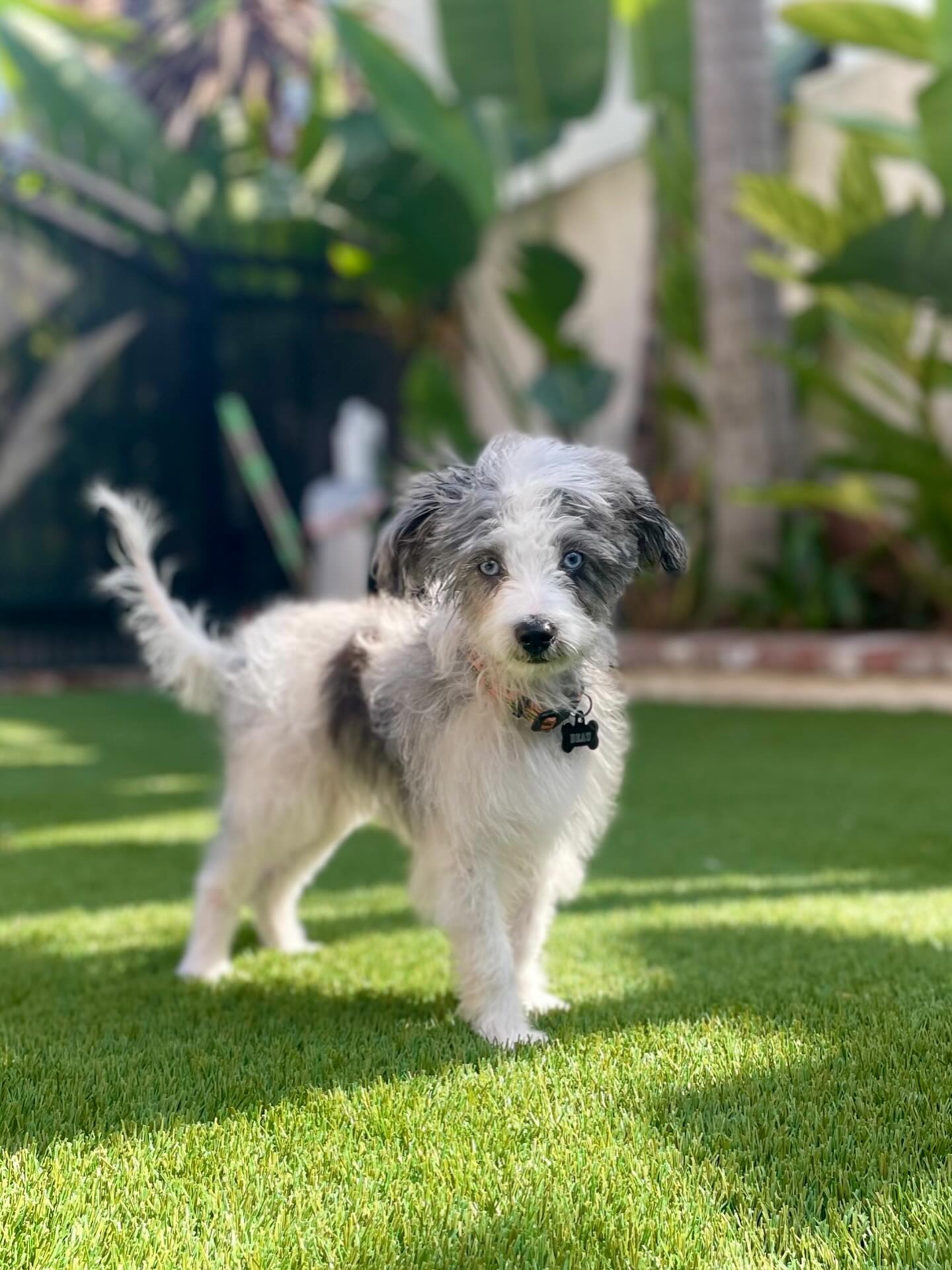 If gentle handling and conscious care are important to you, it sounds like we’d be the perfect match 🦴
We are a club for guardians who choose calm over control, and Humanity Over Vanity 💕
🐕 The Hounds Tooth Social Club was built on the belief that quality pet care & grooming shouldn’t come at the cost of trust. With us, dogs are met where they are; emotionally, physically, and honestly.
No force. No rushing. No breaking bonds for the sake of aesthetics. 🐶
Force Free, Fear Free, The Way It Was Always Meant To Be! ♥️
#puppies #hawaii #doggrooming #doodlelove #schnoodle