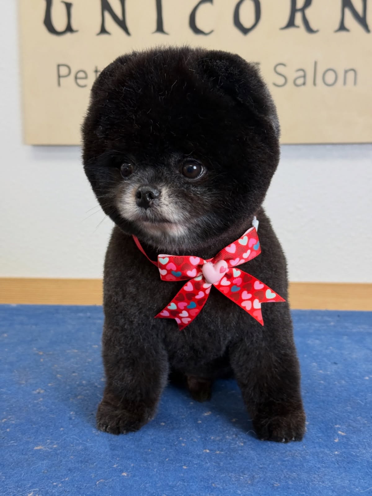 Luxury grooming for pets who deserve nothing but the best. 🌟
From stylish trims to gentle care, we ensure every detail is perfect.
📍 18582 Beach Blvd STE 8C, Huntington Beach, CA 92648
📞 Call/Text: 949-508-9155
✨ Don’t wait—click the link in our bio to schedule your pet’s luxury grooming experience!
💻 https://www.unicornpetsalon.com/meetus