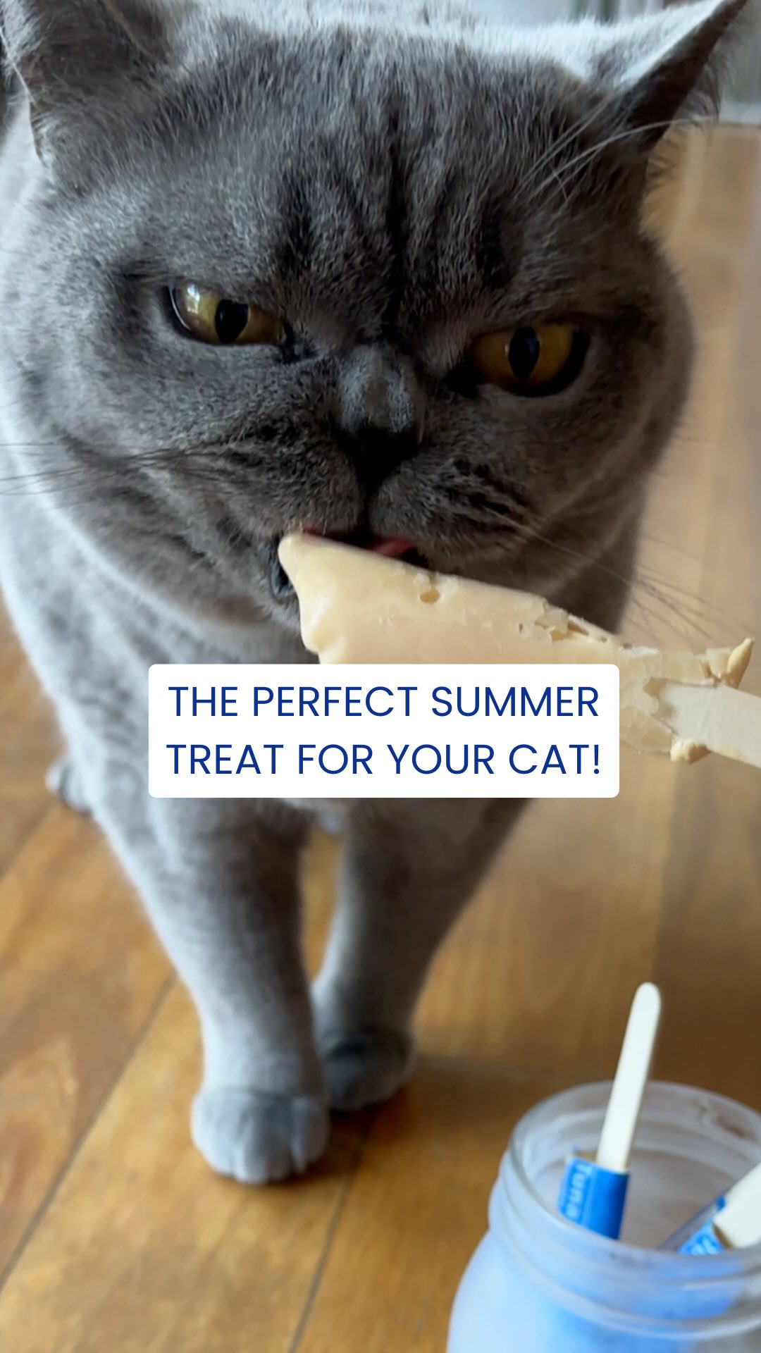 Hereâs how to make the perfect summer treat for your cat đŠ
Save this one for later!
#CatPopsicle #CatHack #PetHack #CatTreat