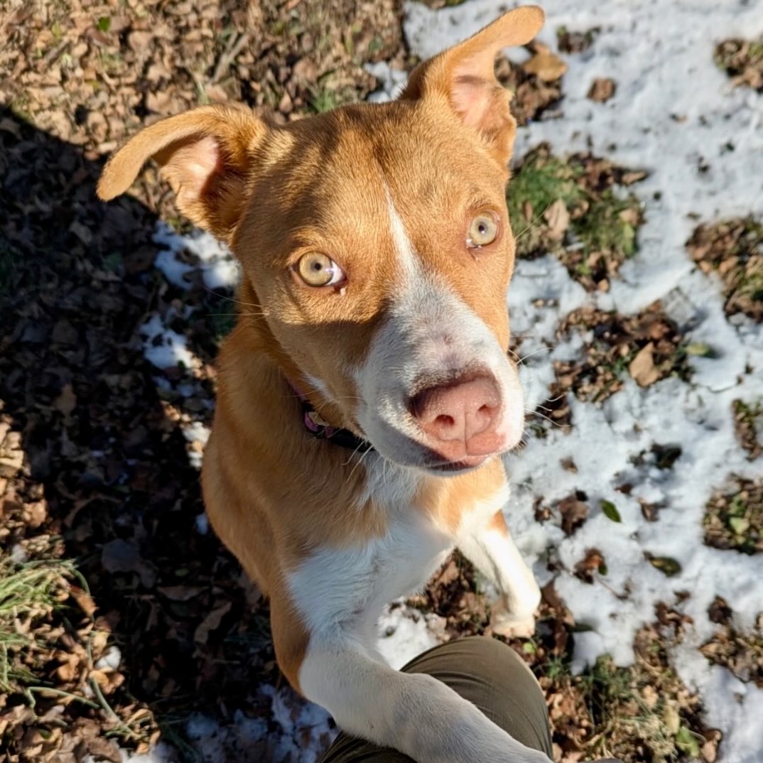 Meet Jessica. She’s a certified good girl! How can you resist those beautiful eyes? 😍
Jessica is sweet, playful, and energetic. She prefers to go potty outside and is good on a leash.
She loves cuddles and especially a good ear massage.
Jess is listed as a 7-month-old shepherd mix weighing in at 22 pounds. Just a baby.
Can she come home with you?
Come meet him at 4500 Kramer Street, Tuesday-Saturday, 10:30-5. No appointment needed.
Photos don’t always do these sweet pups justice, so it’s best to meet them in person.
All adoptions include spay/neuter, microchip, and shots. The shelter is WAY too full.
Please share! Every time you adopt, you save a life. 💜🐾