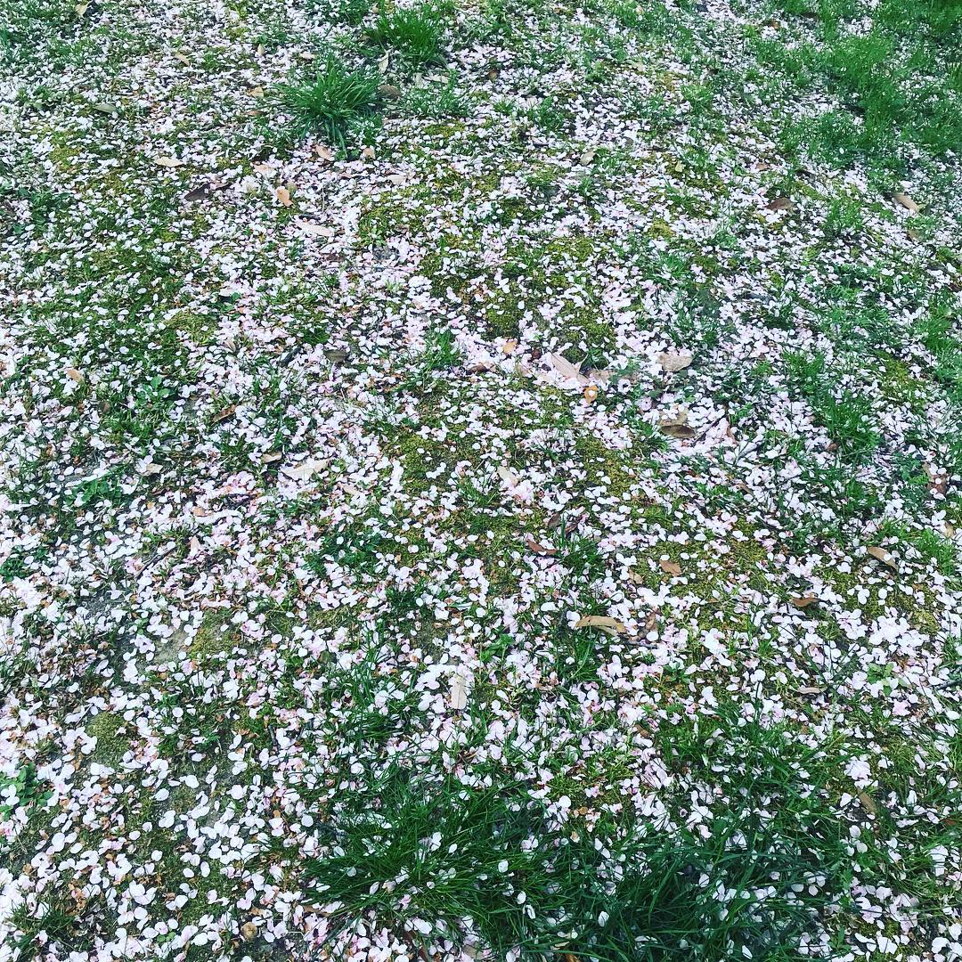 「桜散る」
年度末と新年度の慌ただしさの中で、ゆっくりと桜見物ができずに今年のシーズンは終わってしまいました。残念。
#京都桜
#桜
#桜ちる
#ふしみ
#伏見小枝橋付近
#ふしみ美人