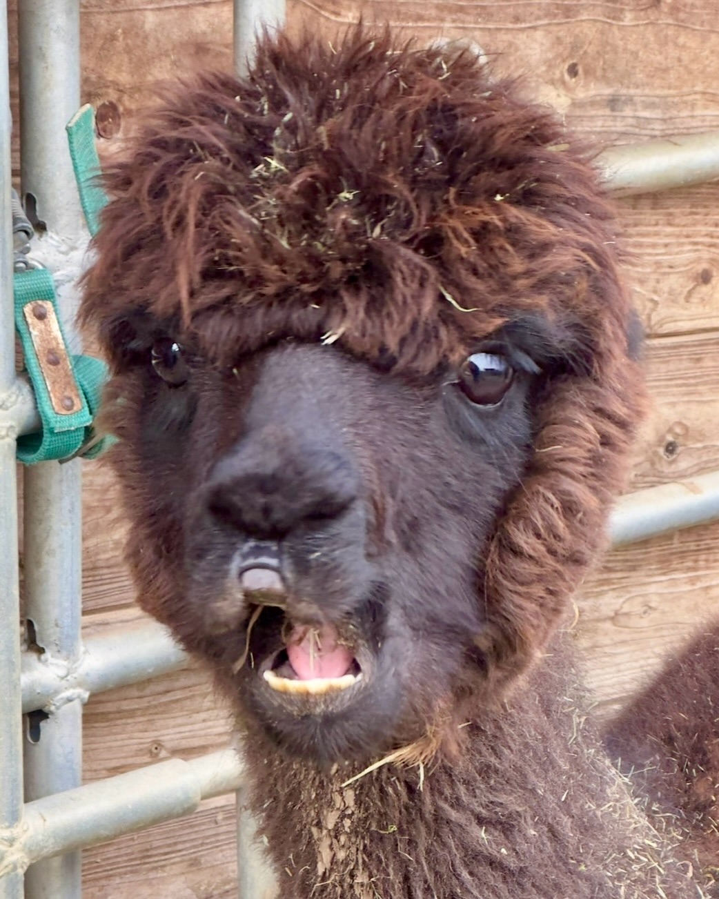 🤎
Hallo ihr Lieben 🤗
Weiter geht’s mit unserer Vorstellungsrunde 🙌
Ich bin Oskar das schnellste Alpaka von uns allen.
Am liebsten gehe ich ziemlich weit vorne in der Gruppe auf Tour und das gerne an der Seite meines Freundes Otto 🤝
Wenn du mit mir wanderst, solltest du Schritt halten können. 🚶♀️🦙
Im Sommer, wenn es schön warm ist, freue ich mich sehr über eine schöne Dusche 🚿 Dem Wasserschlauch flitze ich schon entgegen, wenn ich ihn nur sehe 😍
Geboren wurde ich am 28.06.2017. 🎂
Ich bin ein sehr gut aussehender, ein bisschen sensibler, feinfühliger Alpaka-Wallach!
Freue mich, wenn wir uns mal kennen lernen 🫶
Liebe Grüße aus dem schönen Selztal,
🤎🦙Oskar
PS 😉 Na, habt ihr meine Zuckerschnute in der Story erkannt? 🥰
#selztallamas #wandernmachtglücklich #alpaka #begegnungshofselztallamas #tieremachenglücklich
