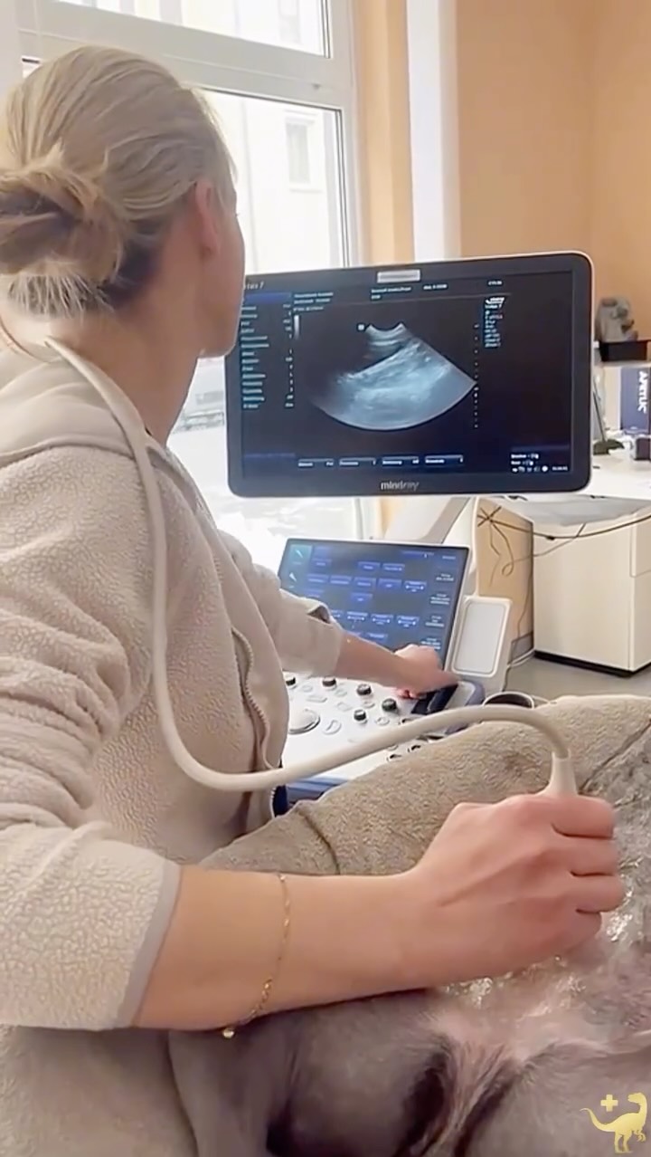 Von der Anamnese bis zur Heilung sind einige Schritte notwendig:
1️⃣ Anamnese
Wir hören zu. Genau.
Was ist passiert? Seit wann? Was hat sich verändert?
2️⃣ Allgemeine Untersuchung
Herz, Lunge, Schleimhäute, Bauch, Temperatur, Hydratation, Schmerzreaktionen.
Der erste Realitätscheck.
3️⃣ Diagnostik
Blut, Urin, Punktate, Schnelltests.
Weil Vermutungen keine Therapie sind.
4️⃣ Bildgebung
Röntgen. Ultraschall.
Wir schauen nicht nur hin – wir schauen hinein.
5️⃣ Therapieplanung
Risiken, Alternativen, Prognose.
Kein Aktionismus. Nur Entscheidungen mit Sinn.
6️⃣ Chirurgie (wenn nötig)
Steril. Präzise. Konsequent.
Sicher mit Venenzugang, Intubation und Monitoring
7️⃣ Weiterführende Untersuchungen
Zum Beispiel Histopathologie.
Damit wir nicht raten, sondern wissen.