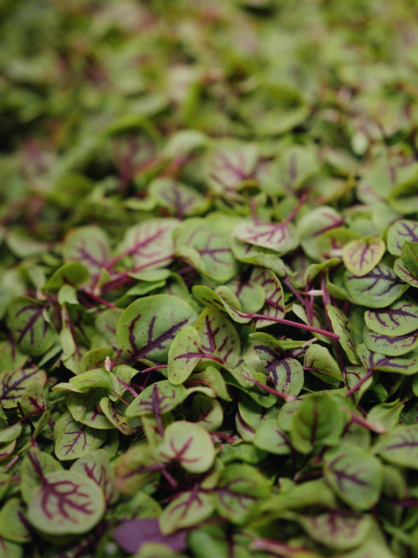 Red Vein Sorrel: A Chefs Favorite! Vibrant, beautiful greens with a citrus flavor, enhancing dishes, such as fish and salads. Normaly takes 6 days to germinate and 22 days to grow to maturity. Giving it 1 month in our Greenhouse. A must try!
We put them on everything!
#maui #hawaii #mauihawaii #organic #microgreens