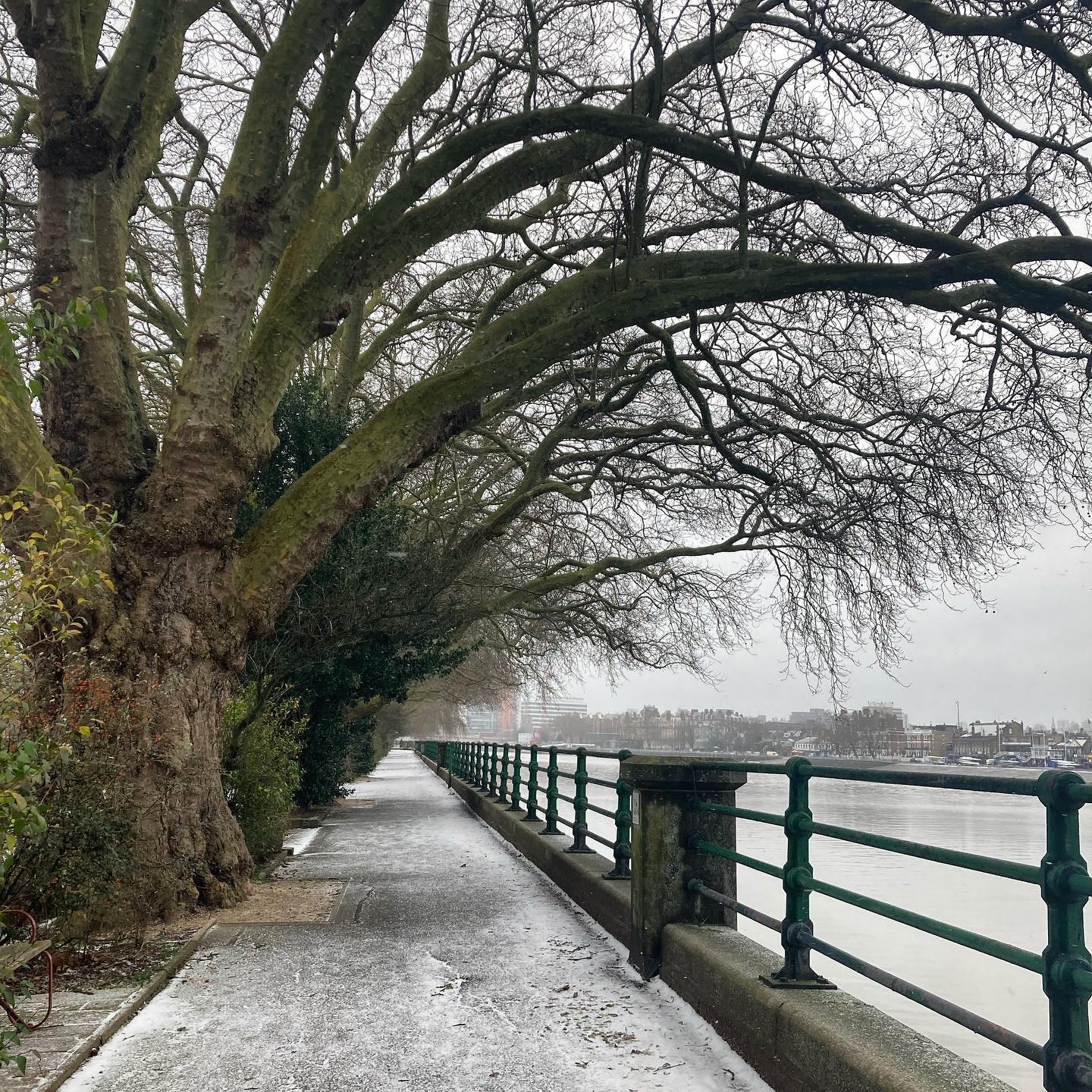 The tall plane trees in Bishop’s Park overhanging the River Walk were planted in 1893.
Partnering with the snow today, they create an enchanting, beautiful scenery.
#nature #art2behuman #connection #mindful #grateful #consciousliving