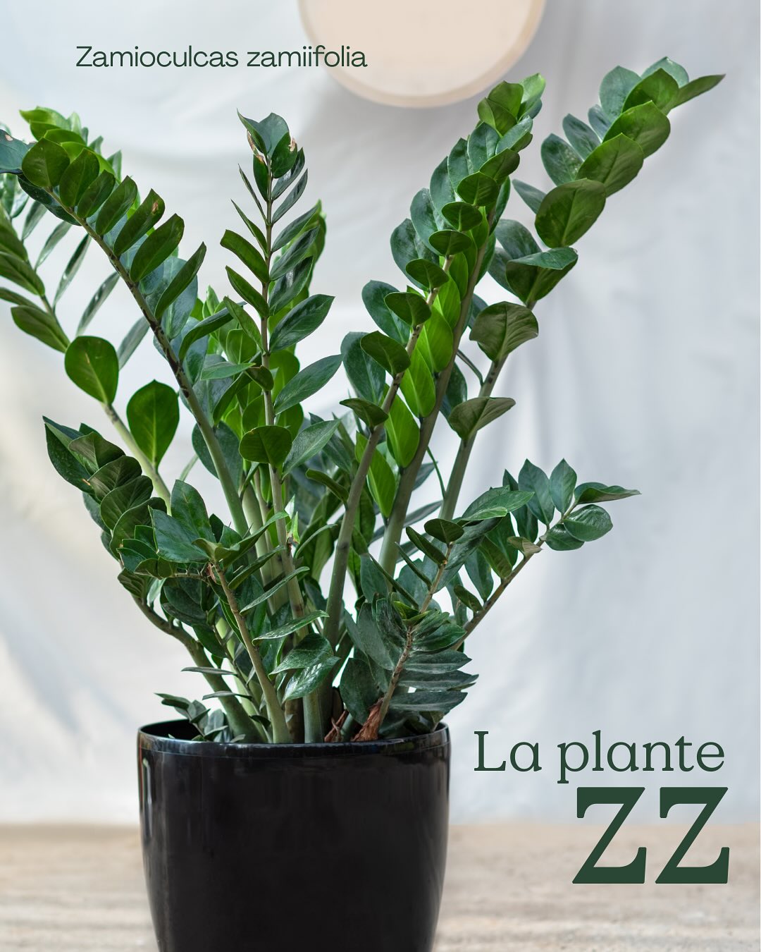Le Zamioculcas Zamiifolia đ Ă©galement appelĂ©e la plante ZZ đż
RĂ©putĂ©e comme Ă©tant « increvable », câest LA plante idĂ©ale si vous nâavez pas la main verte ou si vous souhaitez une plante avec peu dâentretien đ€
Ce dont elle a besoin ? Dâun environnement plutĂŽt ombragĂ© et treeees peu dâeau ! Vous pouvez lâarroser 2 fois par mois, voire mĂȘme 1 seule fois par mois en hiver đ±
Vous pouvez la retrouver dans nos serres Mendi toute lâannĂ©e đ
Et vous, vous aimez la plante ZZ ?đ
đȘŽ Le jardin de tous
âïž 05 59 03 73 52
đ15 rue de Louillot, Anglet