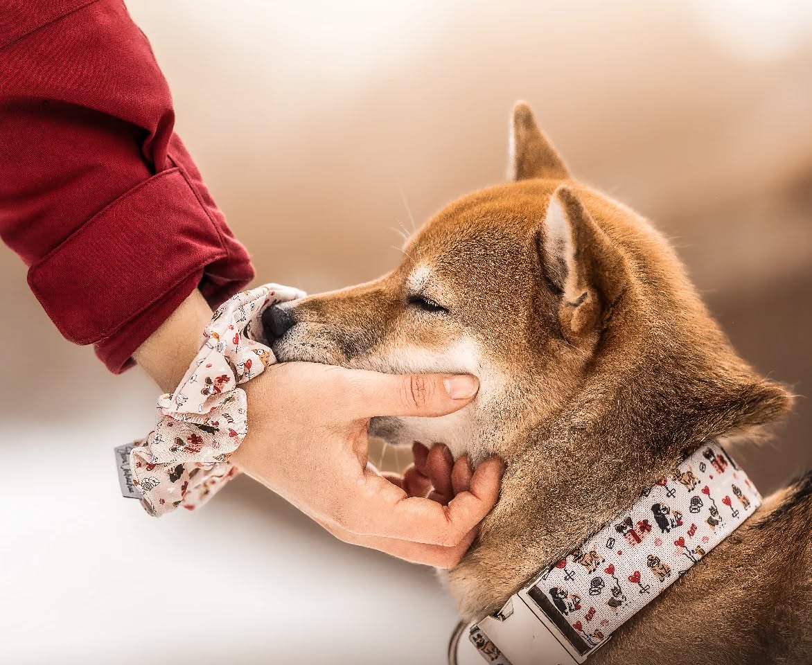 Lovely Dogs Kollektion ❤️🐶