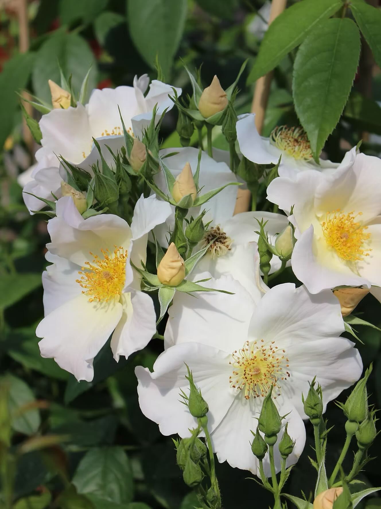 The beautiful Sally Holmes! Creamy-white blooms which are repeat flowering. A bushy plant with glossy dark foliage which is suitable for hedging. A rose of rare and delicate beauty. 5ft x 5ft
Height - 1.8m x 1.8m
Fragrance - Good
Colour - Pinky ivory / White
Bloom size - Large
Flowering - Repeat flowering
Available to order from our website, link in bio.
#roses #gardening #gardeninspo #classicroses #fragrantroses