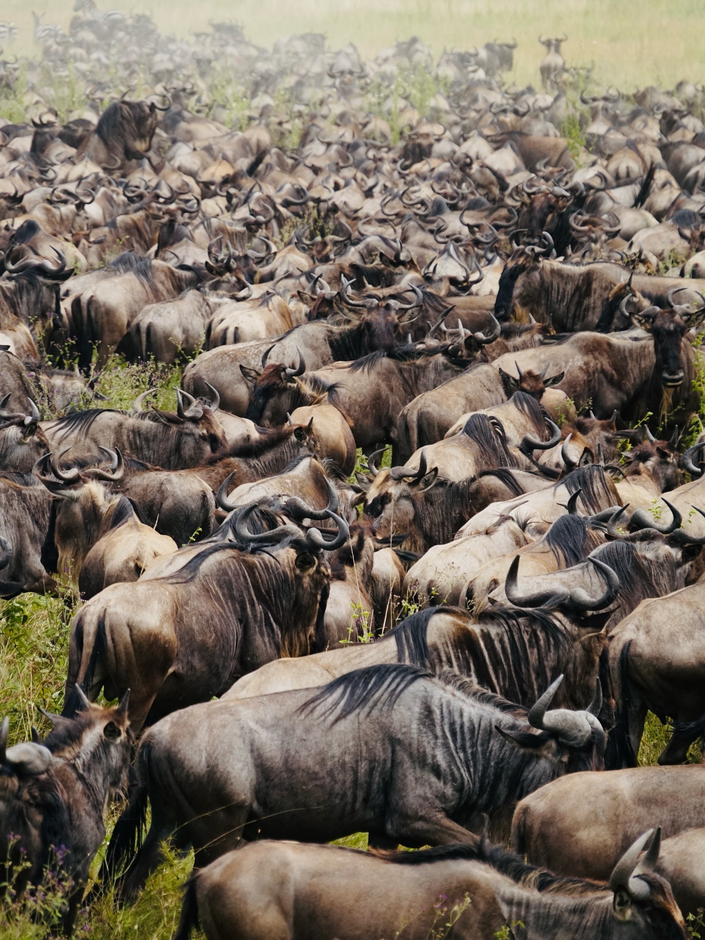 🖼️Jsou dny, které si do rámečku dát nechcete. Já jich měla loni hodně. A pak ty jako 30. května 2025. Jednorožci. 🦄Naprosto dokonalé dny, při jejichž vzpomínce blaženě přivřete oči a lehce se usmíváte. Cucáte je v mysli jako sladký bonbón. A které vám dávají sílu (pře)žít, i když máte na jazyku zrovna hořko.
Pojďte si jeden takový den pocumlat spolu se mnou. Uvidíme, jaké další bonbónky na mě čekají. 🍬
Novou reportáž z Tanzanie najdete na novém webu www.adelaodjela.cz nebo v odkaze v bio. 🔗
#adelaodjela