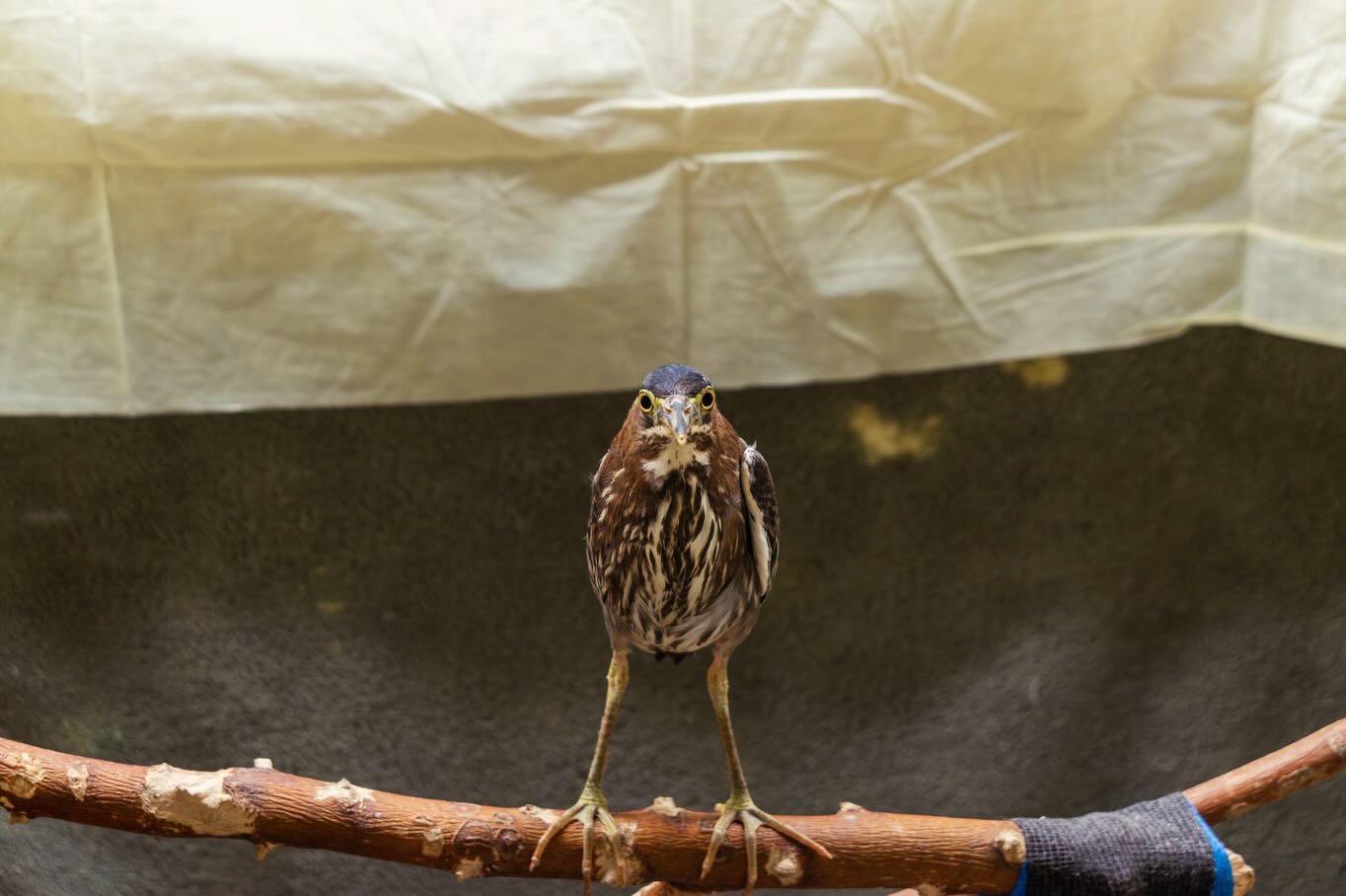 Green Heron
January 2026
✨
The work of wildlife rehabbers deserves a monumental lift. Every time I walk into @greenwoodwildlife to photograph their patients, I am overcome with appreciation.
Sometimes creating a beautiful image is challenging in a rehab center setting, but I won’t stop trying. Wore goggles for this one-you know why.