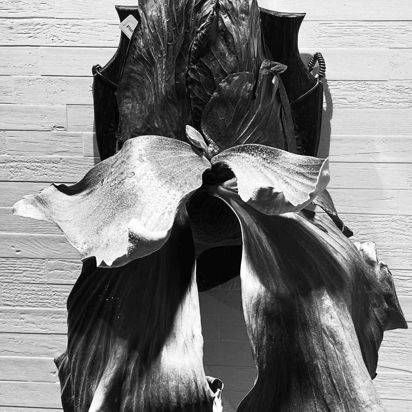 「2月」
#2月のビカクシダ