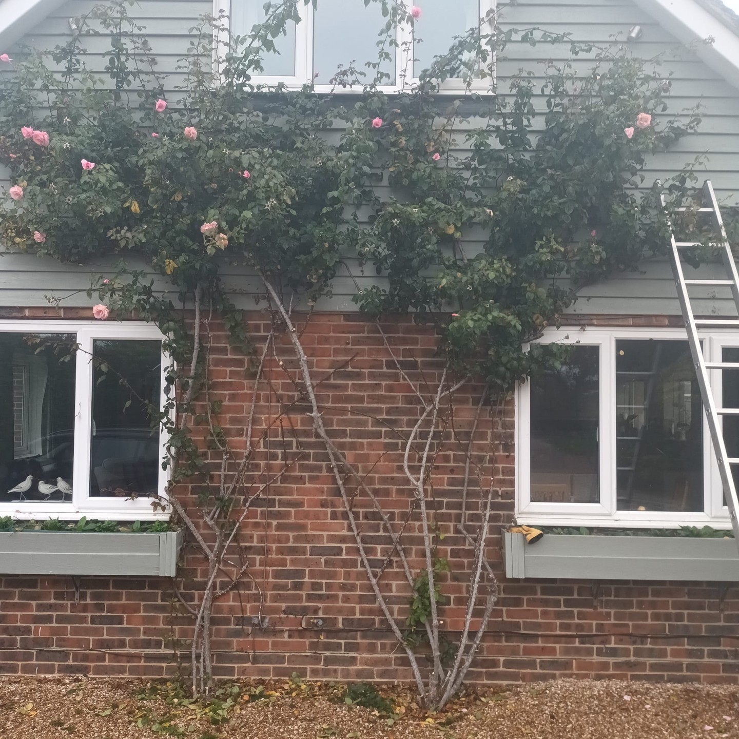 Before-and-after magic from real Apuldram and West Sussex gardens: see how pruning clears old canes, improves airflow and sets roses up for stronger spring blooms. Want to learn these exact techniques? Link in bio to join our Chichester session. Which rose would you like to revive this spring? 🌿🌹📸 #ApuldramRoses #ChichesterGardens #WestSussex #RosePruning