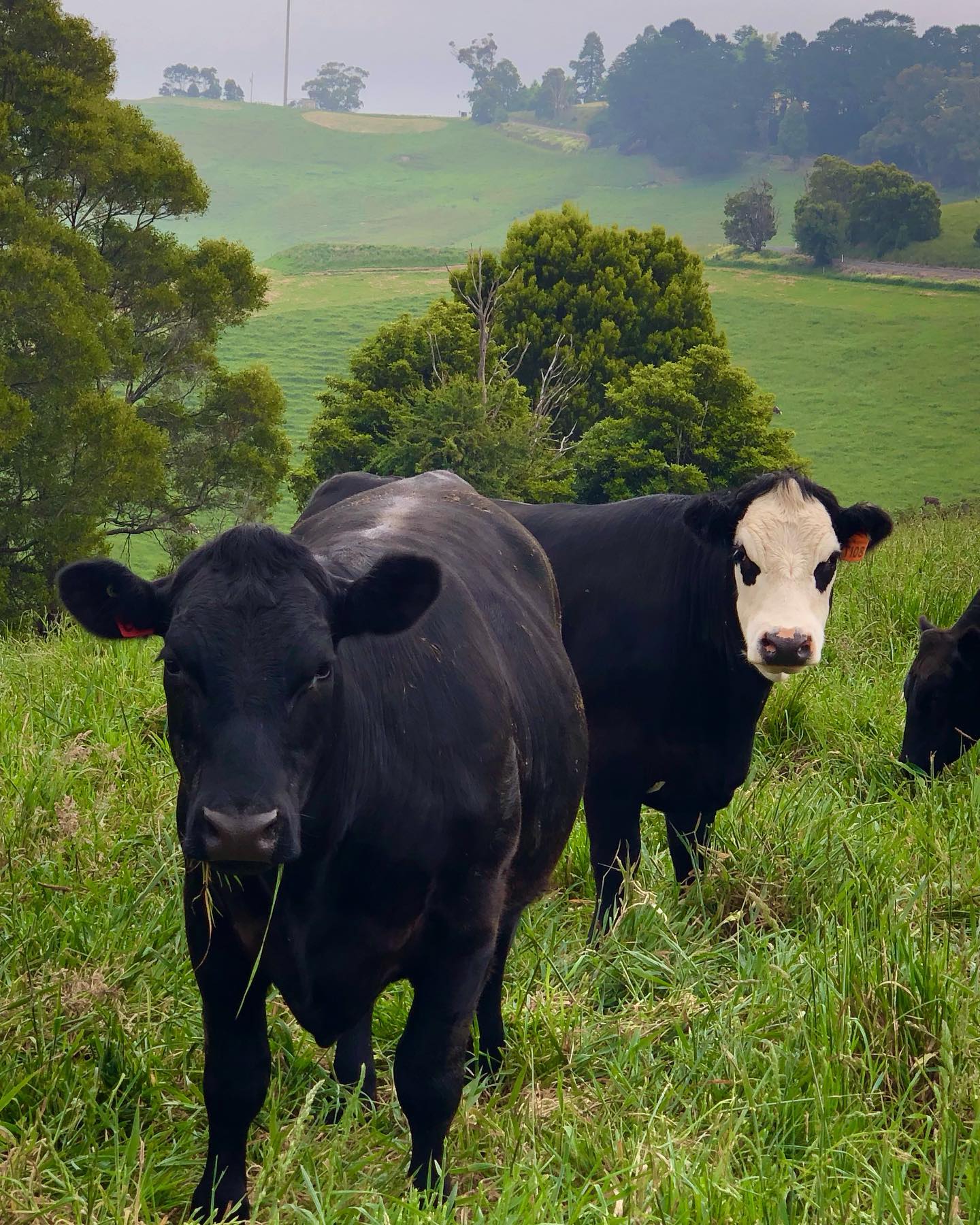 Did you know!?
There are roughly the same number of cows as there are people in Australia! Approx 26.5 million! 🐮🐮🐮
Australians on average consume around 26kg of beef a year and 93 litres of milk. Thank you to all of our fabulous beef and dairy farmers 🙏🙏