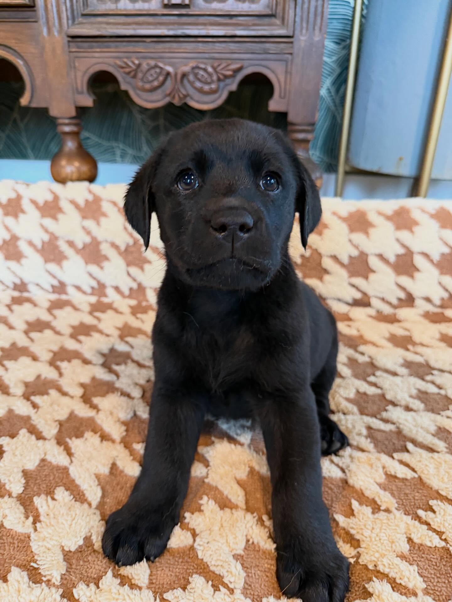 This little guy is available.
He is 8 weeks old today and can go to his new š” this weekend. He is a happy, sweet little guy. I expect him to be on the smaller side.
PM for more details.
.
.
.
.
.
.
.
#blacklabpuppy #labradorretriever