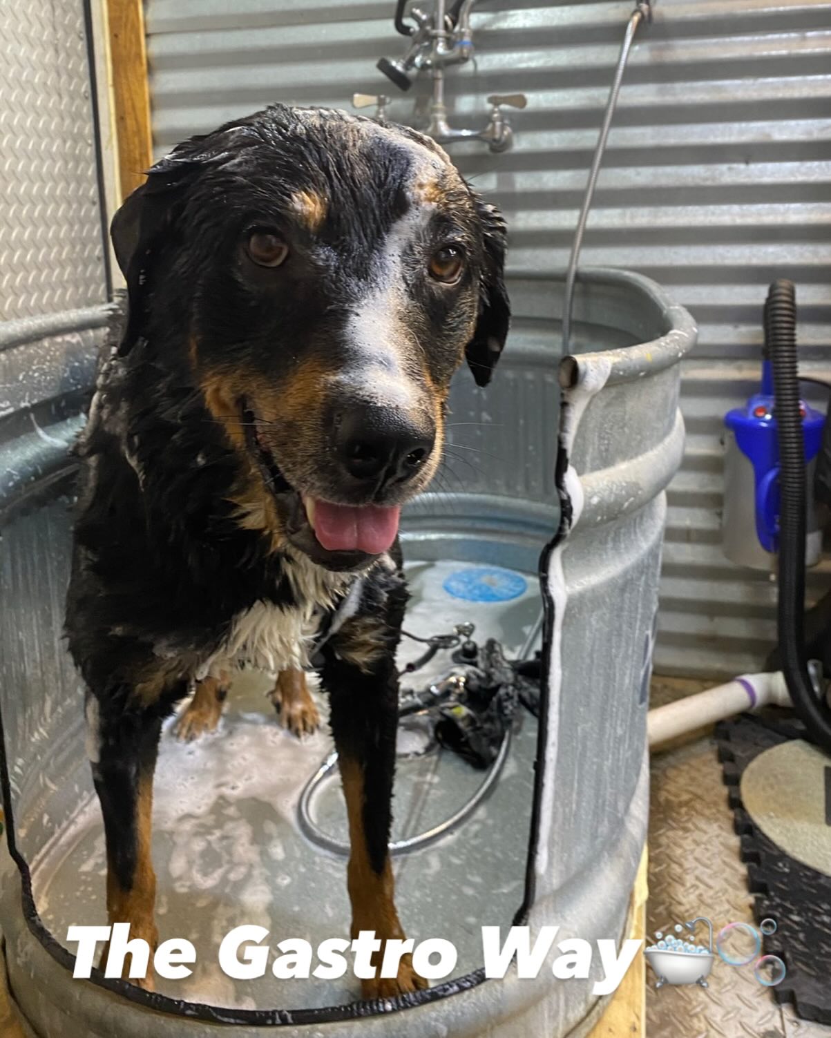 Scrub a dub dub Randy’s in the tub.. With his BIG ASS SMIILE 🐶🛁🫧🧼 Book your appointment 📅 today The Gastro Way🐾 #thegastroway #paws