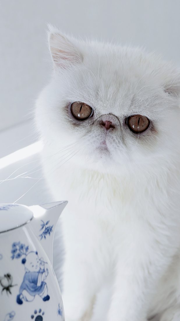 Studio Diaries: When Your Art Student's Blue & White Teapot Becomes the Cat's Favorite Exhibit 🫖🐱
Just wrapping up another wonderful porcelain workshop, and my heart is so full! Today, one of my talented students completed the most exquisite blue and white teapot set. the cobalt blue so vibrant against the pure white glaze—a true testament to patience and skill.
But the real seal of approval came from an unexpected art critic: my cat, Mellow. 🐾
She was utterly fascinated! She hopped right onto the table, giving the teapot a thorough, curious inspection with her nose. She circled it, gently tapped it with her paw (thankfully, very carefully!), and seemed to approve of its artistic merits (or perhaps just its warm, kiln-fresh vibe).
It was the perfect, adorable moment that reminds me why I love this space. It's not just about teaching techniques; it's about creating objects of beauty that even the most discerning (and furry) critics can't resist.
To my student: your work is not only lovely, it's officially "Mellow-Approved"! 🏆
#PorcelainArt #陶瓷藝術 #catsofinstagram #Handmade #maisondecherie