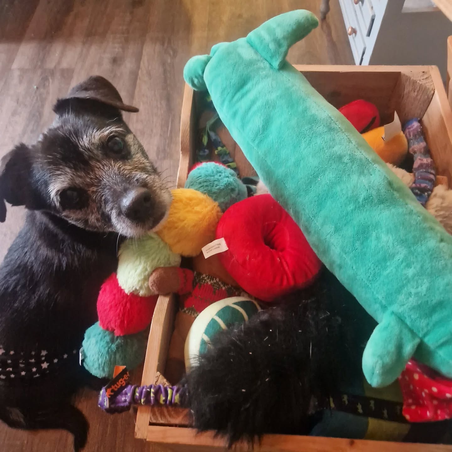 When your toy box is bigger than you, and you don't know what to choose! ๐คญ