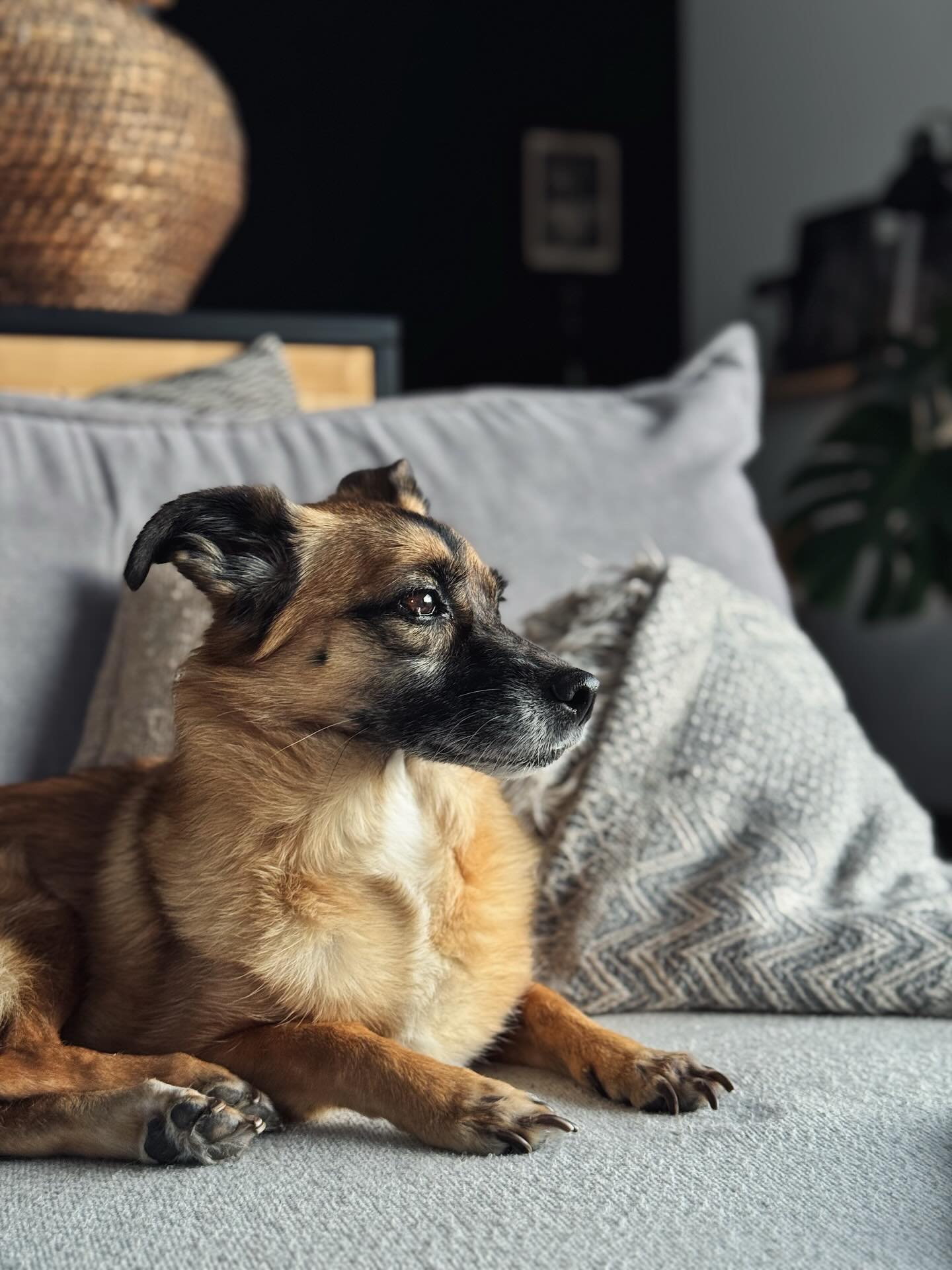 LOVE
Wenn ich dich anschaue sehe ich die reinste und treueste Seele, so voll Liebe, zerbrechlich und schüchtern, doch stark und mutig wenns drauf ankommt. Immer an meiner Seite, mein treuer Freund, mein Wegbegleiter seit fast 13 Jahren.
Ich bin so dankbar für jeden gemeinsamen Tag❤️
Du wirst so geliebt Sinatra, mein Herzbub ❤️
Teilst du dein Leben auch mit tierischen Familienmitgliedern?
#hundeliebe #doglove #familie #adoptadog #friends