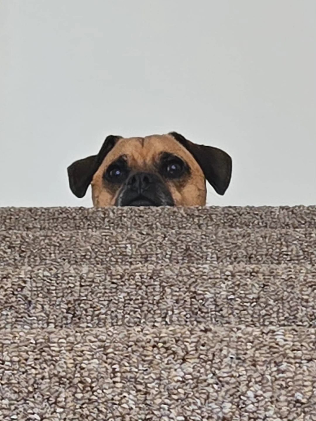 Hello. Can I help you? 🥸 Bruce being cute haha
#pug #jug #pup #doggy #cute #puppy #dog #picoftheday #photooftheday #dogoftheday #dogsitter #doglover #dogtrainer #dogwalk #dogwalker #wigglewaggles