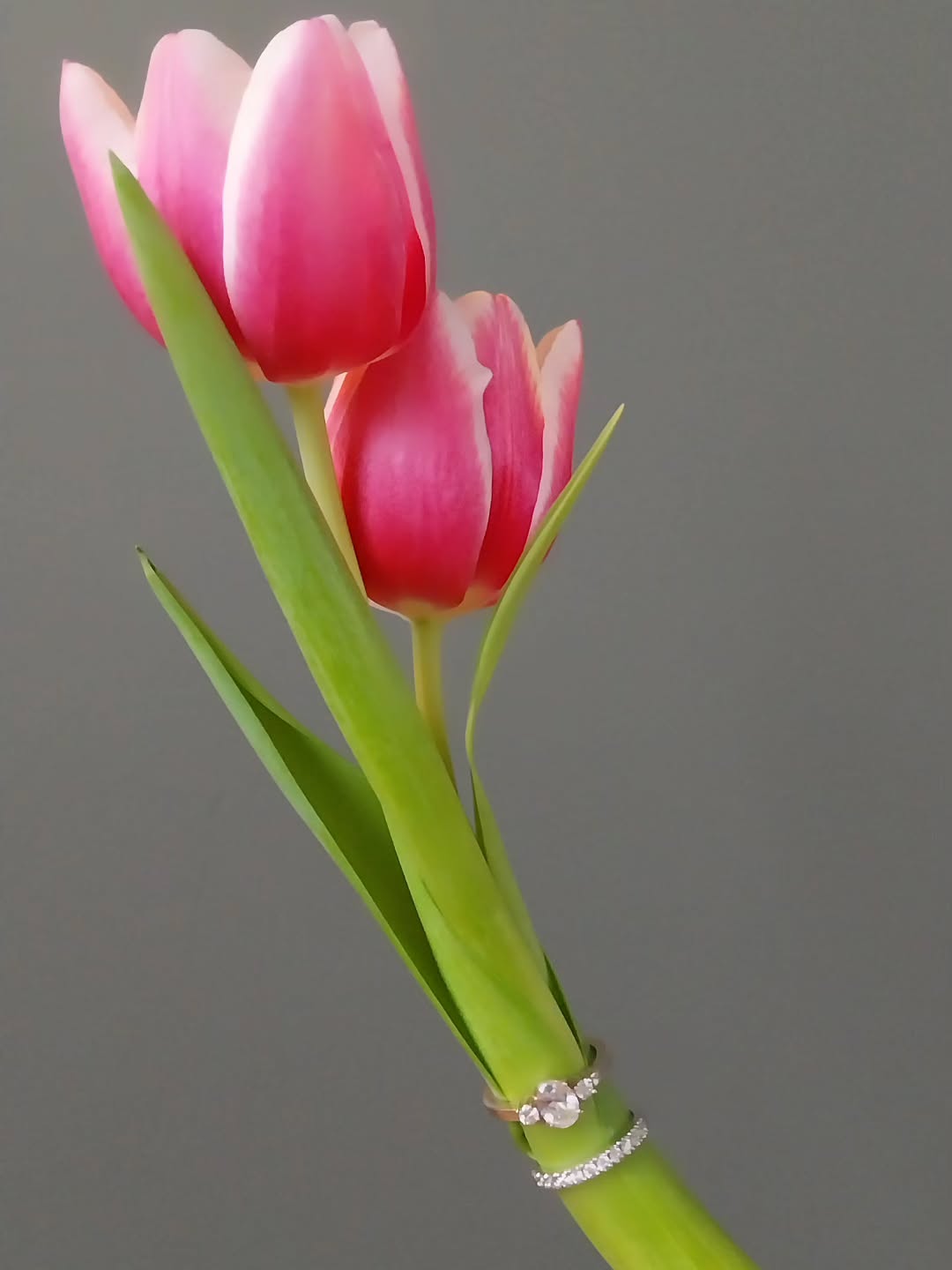 Wat een juweel nooit mag verliezen: betekenis
Een juweel mag mooi zijn, verfijnd en perfect afgewerkt. Maar wat het écht waardevol maakt, is de betekenis die het draagt. Zonder verhaal blijft het een object; met betekenis wordt het een herinnering, een gevoel, een deel van iemands leven.
Daarom draait maatwerk voor mij niet om trends of snelle keuzes, maar om inhoud. Elk juweel vertelt iets: over liefde, afscheid, verbondenheid of groei.
Die betekenis mag nooit verloren gaan, ook niet wanneer een juweel wordt herwerkt of een nieuwe vorm krijgt.
Want pas wanneer een juweel raakt, wordt het iets dat je elke dag wil dragen — vandaag, morgen en later.
✨ Op zoek naar een juweel dat meer is dan mooi? Samen geven we betekenis vorm.
#goudsmid
#tijdloosjuweel
#juweelontwerpster
#handmadejewelry
#juwelenopmaat