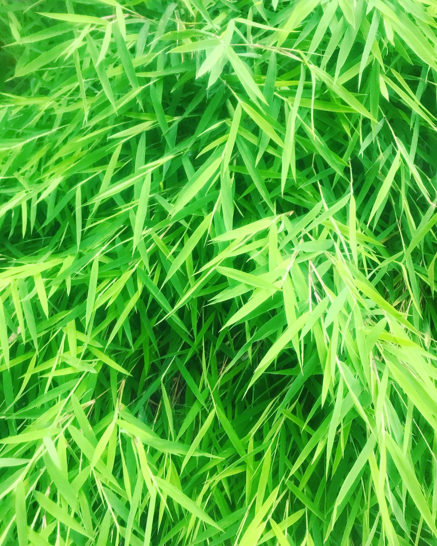 Green inspiration #leave #naturelovers #design #miami #natural.