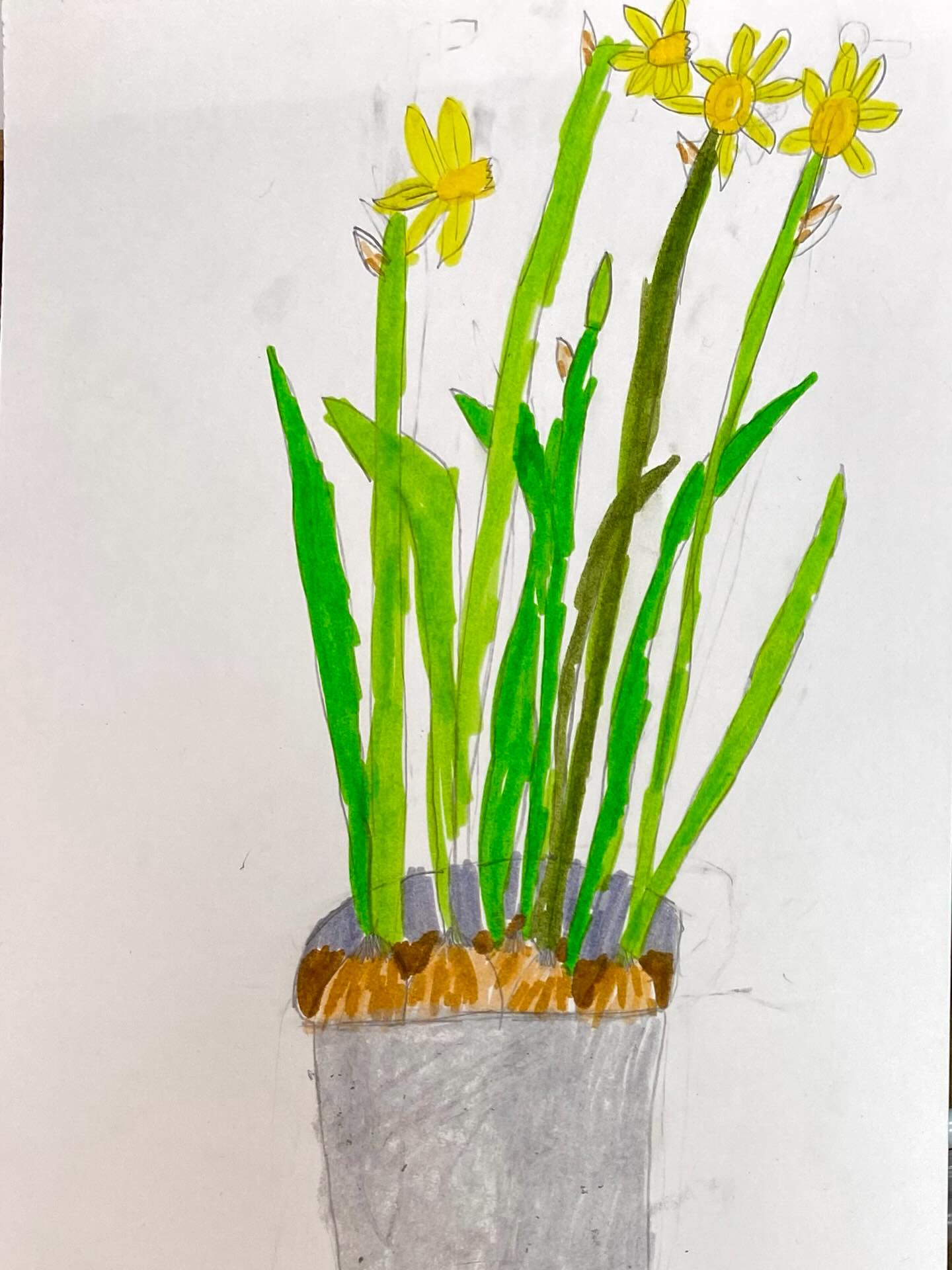 Dessin d’observation Ariane #coursenfant #kidsart #jonquilles