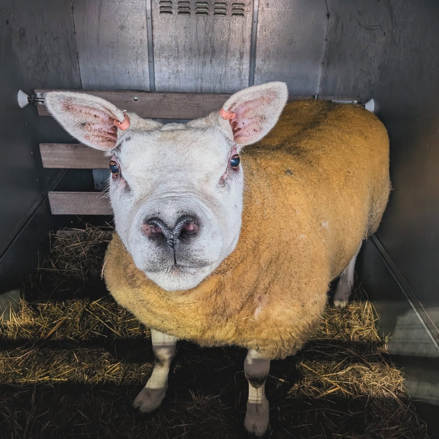 Moving Day: VIP Edition 🐑👑
From Biggar to Honiton, this pedigree Texel ewe just completed her cross-country commute in style! She’s not just "in lamb"—she’s carrying the future of the show ring.
Look at that conformation: a rock-solid topline, incredible width, and a face that says, "I know I’m the main character." 💅
She’s settling into her new home now, but don't get too comfortable—she’s hitting the County Show circuit starting this May. Watch out, judges, the bar has officially been raised!
#TexelSheep #PedigreeLivestock #ShowSheep #SheepTransport #LivestockLogistics