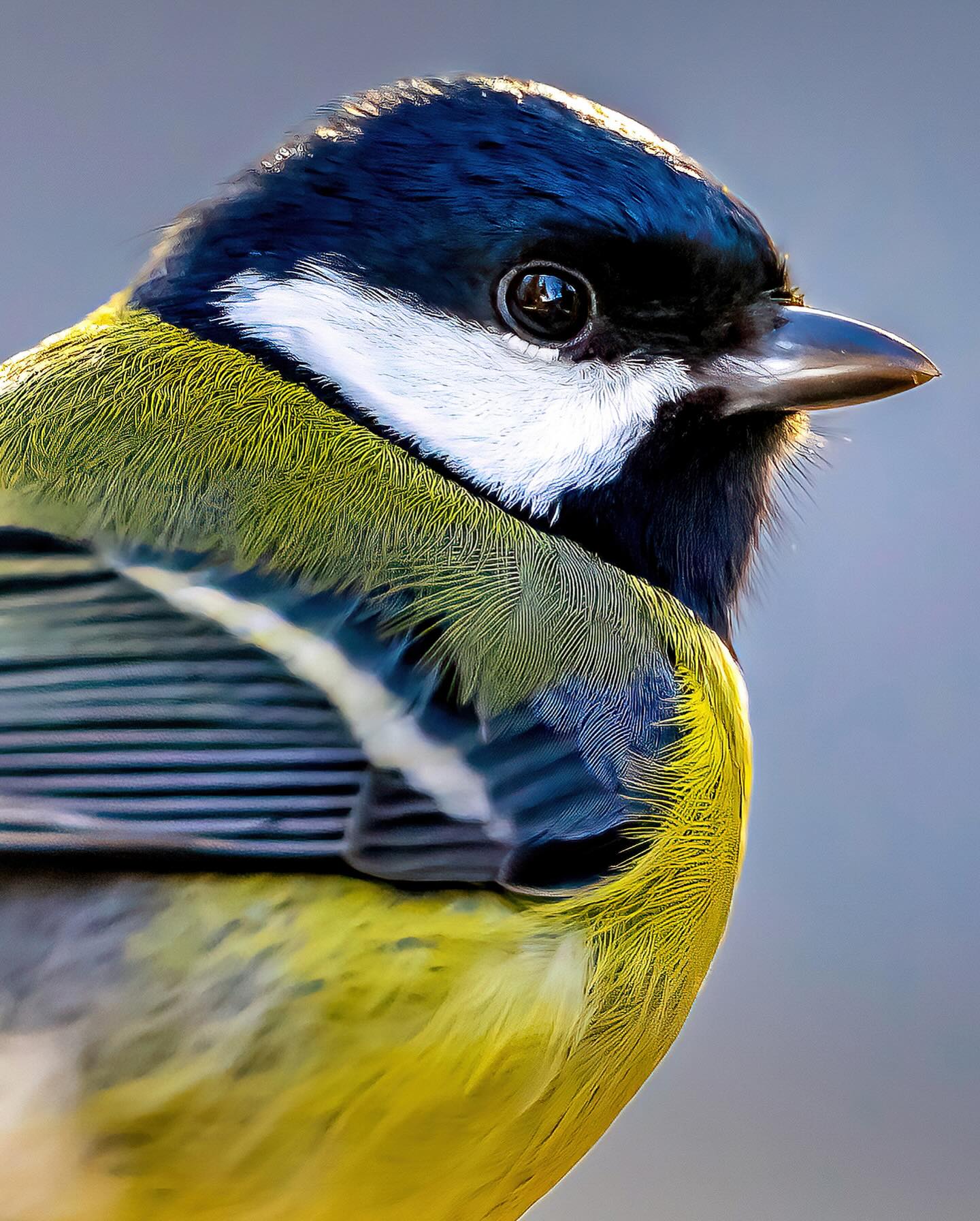 In Erinnerung!
Wie für diese Woche versprochen teile ich euch heute mein erfolgreichstes Bild auf Instagram der letzten drei Jahre!
Mit 51.500 Likes sowie 425 Kommentare ist das Bild der verträumt umherschauenden Kohlmeise der absolute Spitzenreiter geworden.
Für mich war es eine persönliche Überraschung, aber je öfter ich mir dieses zutrauliche Vöglein anschaue desto mehr kann ich euch liebe Follower verstehen.
Danke an ALLE für die vielen Likes und Kommentare es wird mir weiterhin ein großer Ansporn sein.
#canonshopachatzi #augenblickeeingefangen #hinterland #canon #birds