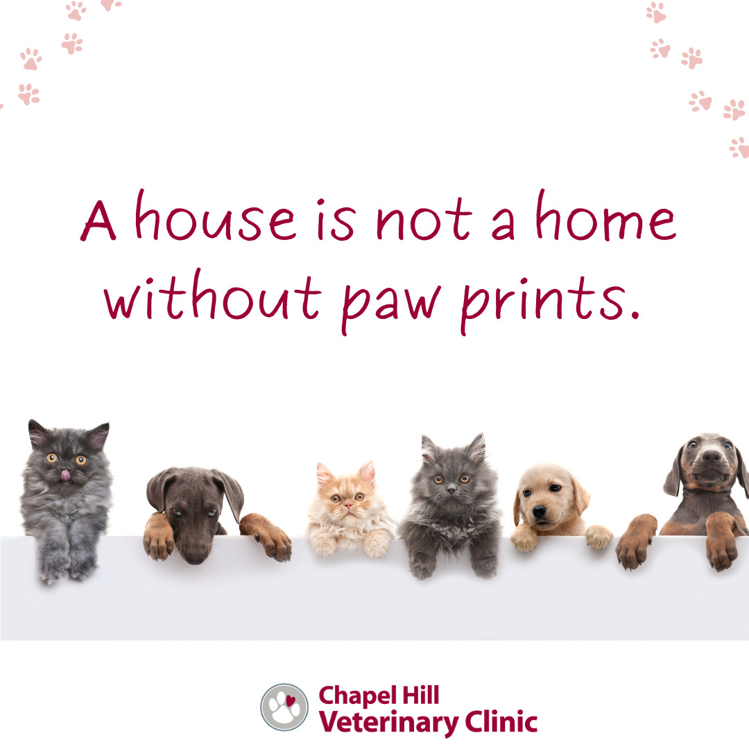 At Chapel Hill, we know that pets aren't just animals, they’re the heart of the home. ❤️