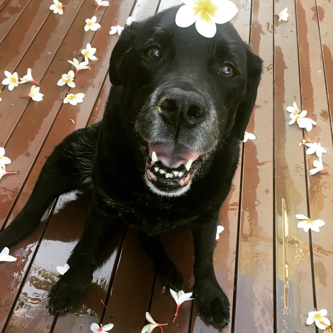 Beautiful Bella. A super smiley girl 😍
g #dogsofinstagram #dogsofbrisbane
#labrador #doglover #cute #chasingtailsbrisbane