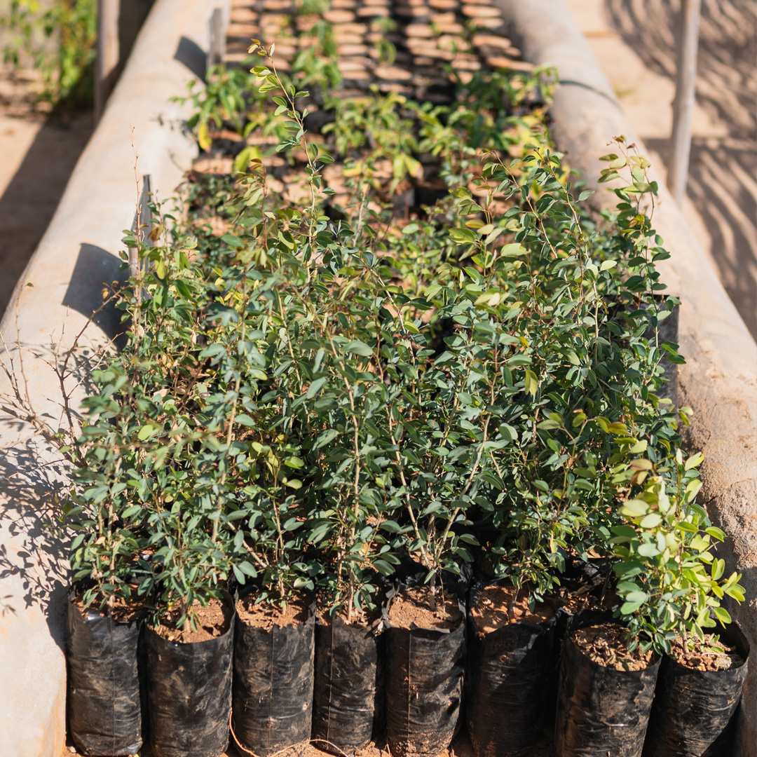 L’engagement de European Homes aux côtés de abc domino s’inscrit dans la durée et repose sur des projets environnementaux structurants, comme le développement des deux pépinières, d’Ankilimivony et d’Efoetse. Ces enceintes construites par abc domino et équipées de fontaines permettent de produire chaque année près de 5000 plants destinés à l’opération 1 CP1 = 1 arbre.
Ces pépinières permettent la production de plants adaptés aux conditions climatiques du sud malgache, destinés aux écoles, aux villages et aux familles : moringas, papayers, dattiers, acacias…
Ce projet est accompagné notamment par Philippe Papin, ancien partenaire d’European Homes pour l’aménagement paysager de programmes immobiliers. Engagé auprès de abc domino depuis 10 ans, il met aujourd’hui son expertise au service du développement des pépinières, contribuant à la reforestation, à la restauration des sols et à la transmission des compétences locales.
#pepinieres #reforestation #europeanhomes #Brousse