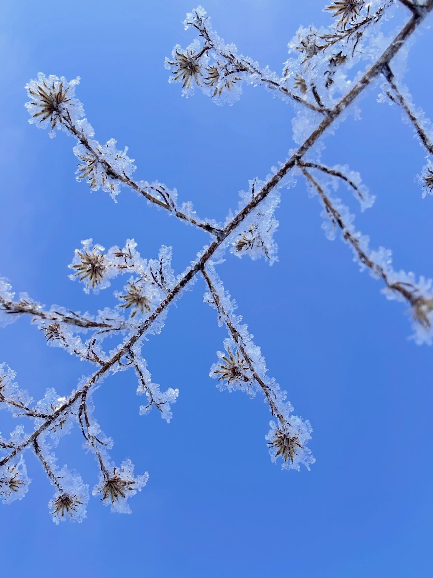 It was one of those
mornings, where
nature seemed to
celebrate &
R E J O I C E
at the return of
the light.
#mwordsphoto #winter #crystaline