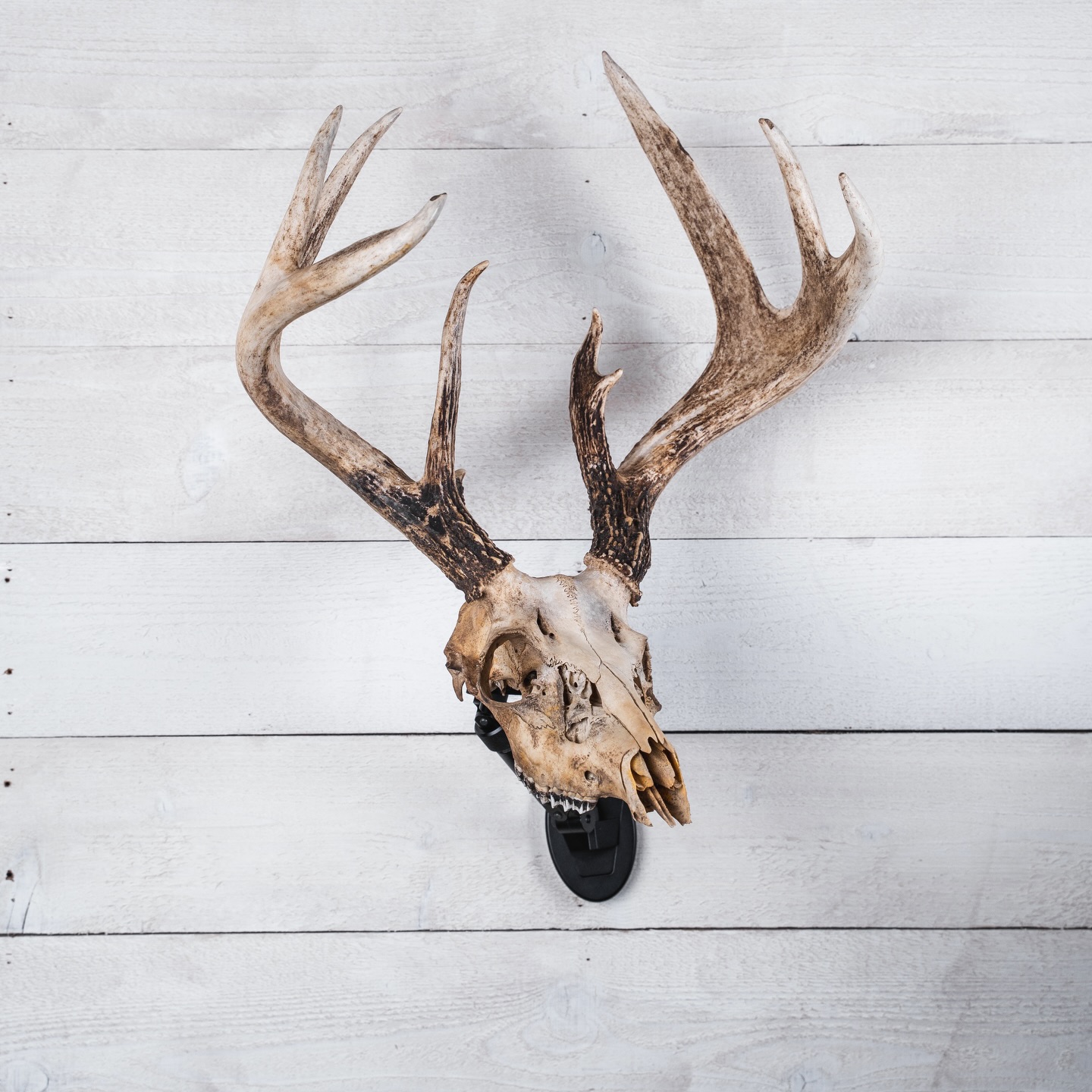 Don’t wanna spend $600-$900 on a shoulder mount, our UX1 system with our patent pending 360 degree telescopic arm will give you the closest and most realistic look of a shoulder mounted buck. This angle mimics a semi sneak mount and look.
.
.
.
#uroadx #euromount #deerhunting #whitetails