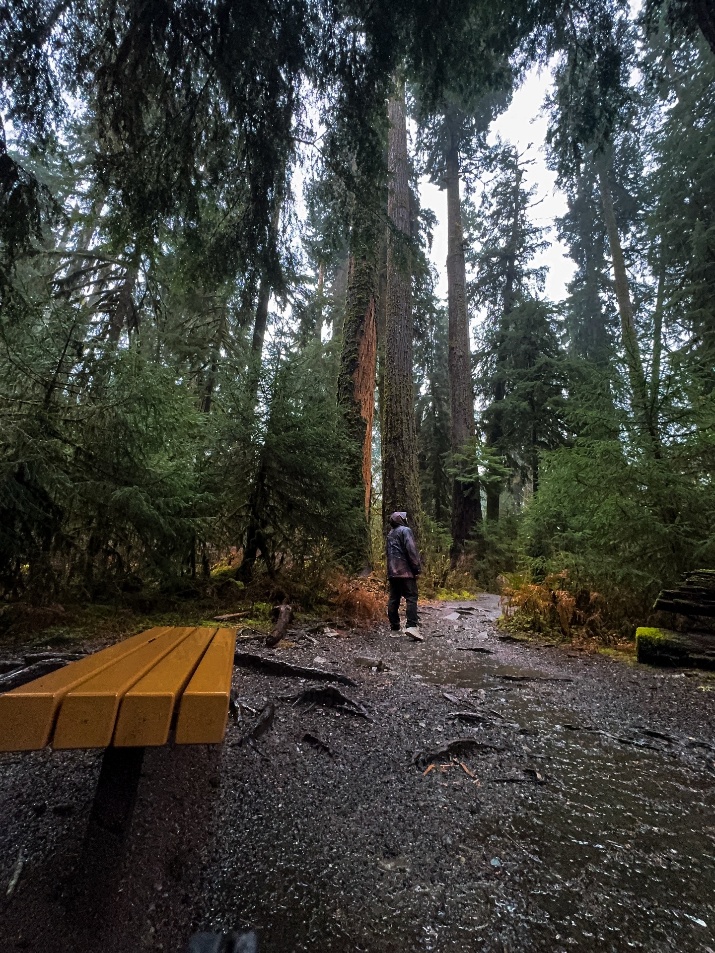 Olympic national park weekend trip highlights
#olympicnationalpark #travels #washington #hohrainforest #nationalparks