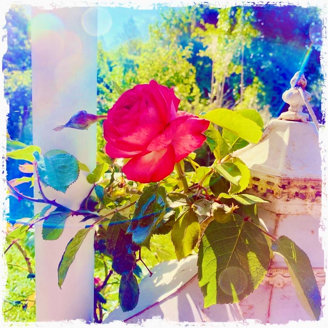 You deserve it!
E V E R Y T H I N G.🌹
... Inspiration bei einem Pure Essence Coaching heute.
einfachduselbst.com
#einfachdusebst #webdesign #essenzcoaching #naturallifebalance #worklifebalance #beyourself #stressmanagment #coaching #seminare #empowerment #einfachsein #allesistmöglich #youaredivine
#youaretthefire #dowhatyoulove #getinspired #letitflow #selflove #makeselflovecoolagain #makeselfloveapriority #allesistbereitsda