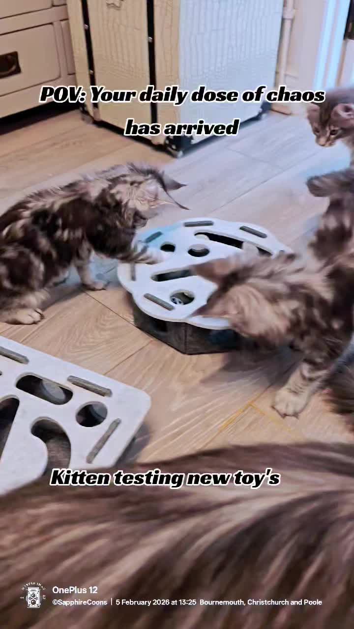Joyful kittens excitedly playing with their new toy.
#showkittens #adorablekitten #mainecoonkitten #sapphirecoon #showkitten #mainecoonbreeder #sapphirecoonscattery #mainecoon #cutekitten #sapphirecoons