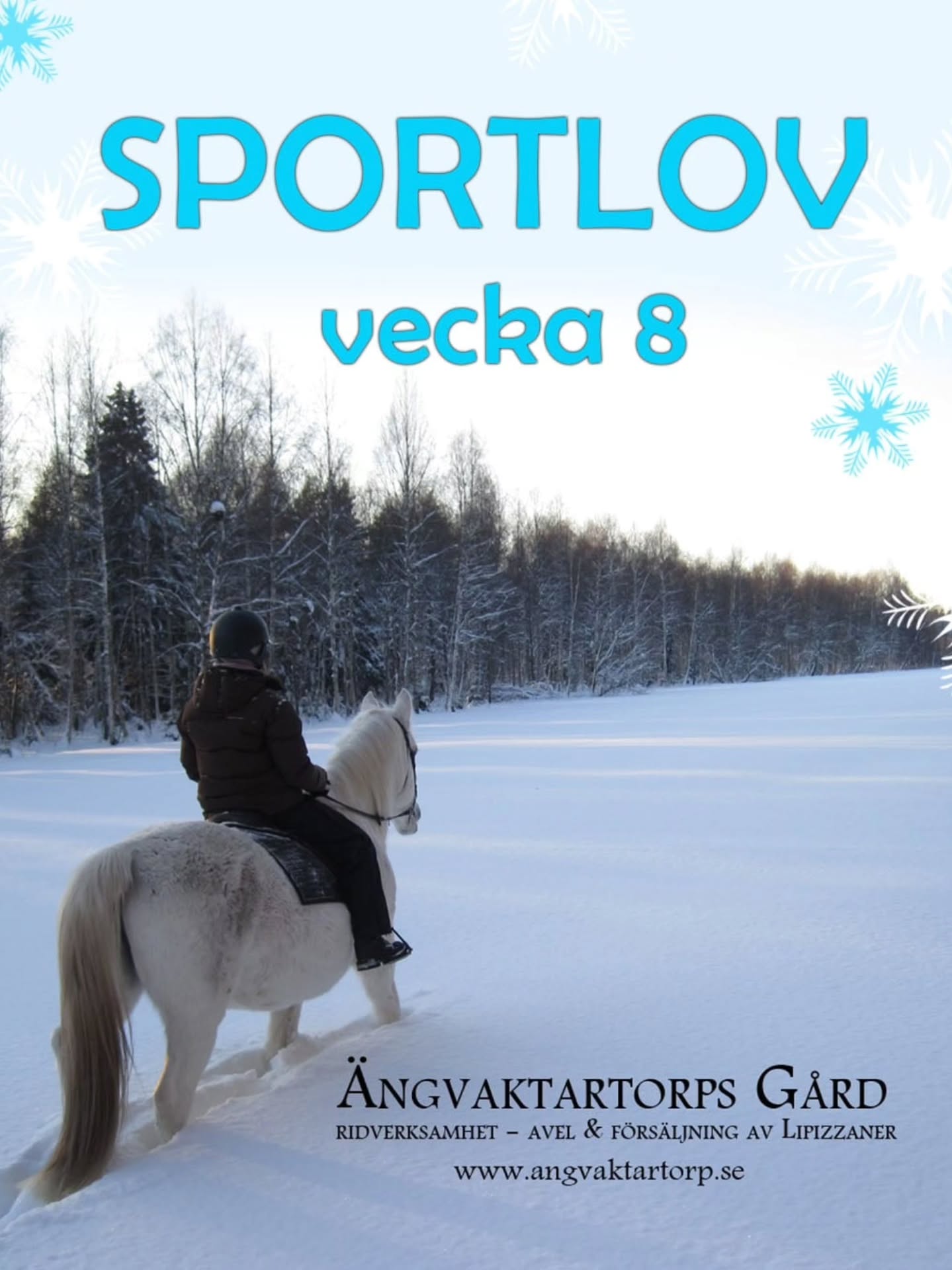 ❄️Dagridläger för barn på sportlovet
17 februari, kl 09.00-15.00
18 februari kl 09.00-15.00
Detta läger riktar sig till barn och ungdom som ridit minst 1 termin på ridskola, eller har motsvarande kunskap, och som minst kan rida och kontrollera din häst utan ledare i skritt och trav på ridbanan men som kanske behöver ledare på uteritt.
Lägret är också lämpligt för elever som ridit i många år i alla gångarter, vi har möjlighet att dela upp ryttarna i mindre grupper om det är olika nivåer på ryttarna.
Under dagen ägnar vi oss åt grupplektion på ridbanan, hästpyssel, en härlig uteritt, stallskötsel, teori och mycket annat kul.
🍽Egen matsäck och mellis medtages, kylskåp och micro finns. Vi bjuder på frukt och saft.
Har man ingen skjuts hem direkt vid 15 går det bra att hänga kvar hos oss och vänta tills föräldern slutat jobbet. Likaså går det bra att bli lämnad tidigare på morgonen om det behövs.
💰 Pris: 650kr/dag
Varmt välkommen till en härligt, hästig dag hoss oss på Ängvaktartorp!
❄️🐴🌞
