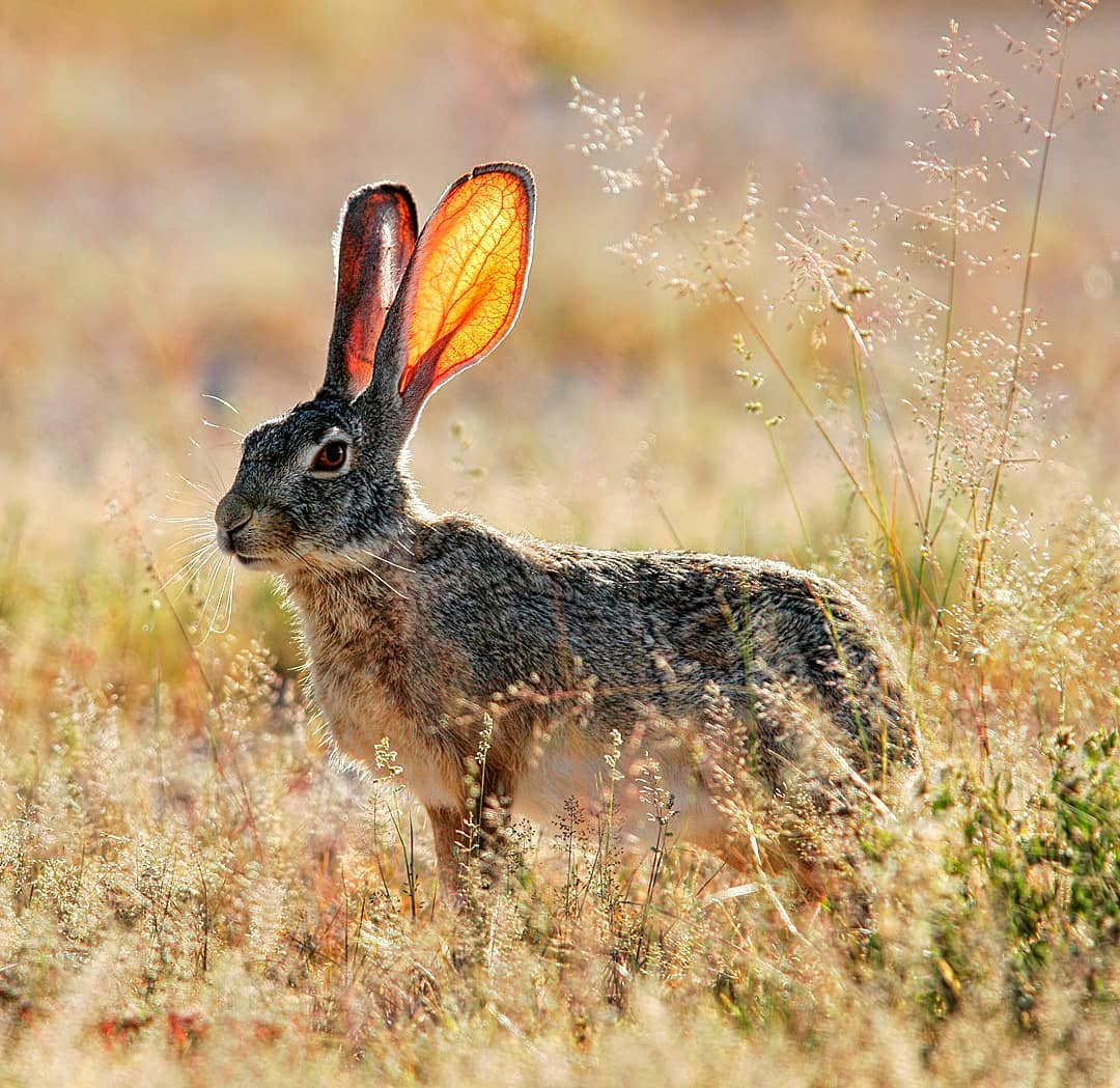 The original Easter bunny!
African savanna hares, unlike rabbits, are solitary, nocturnal animals. They rely on camouflage to stay hidden, but can run at up to 70 kilometres (43 mi) an hour and sometimes leap vigorously sideways to break the scent trail they are leaving. They feed mainly on grasses and herbs but also chew roots, shoots and bark and sometimes eat fallen fruit and occasionally fungi. Happy Easter everybody.🐰