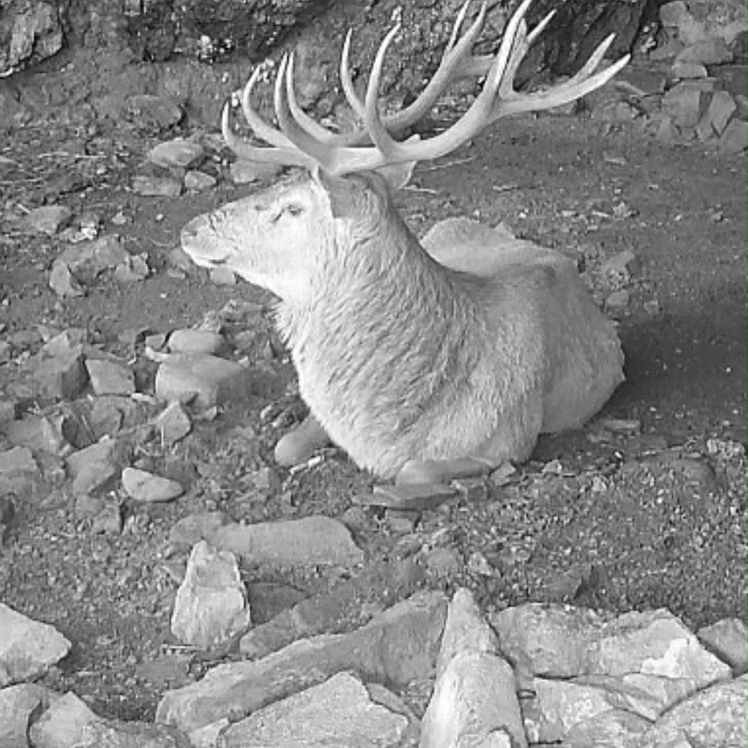 The Cave Stag
While carrying out surveys on a remote Scottish island, one of our trail cameras placed deep inside a cave revealed an unexpected pattern. Despite the island supporting a large red deer population, only a single stag used the cave - and only during periods of poor weather. Even familiar species can still surprise us.
The cave is also used regularly by a territorial otter.
#reddeer #bhwildlifeconsultancy #islandlife