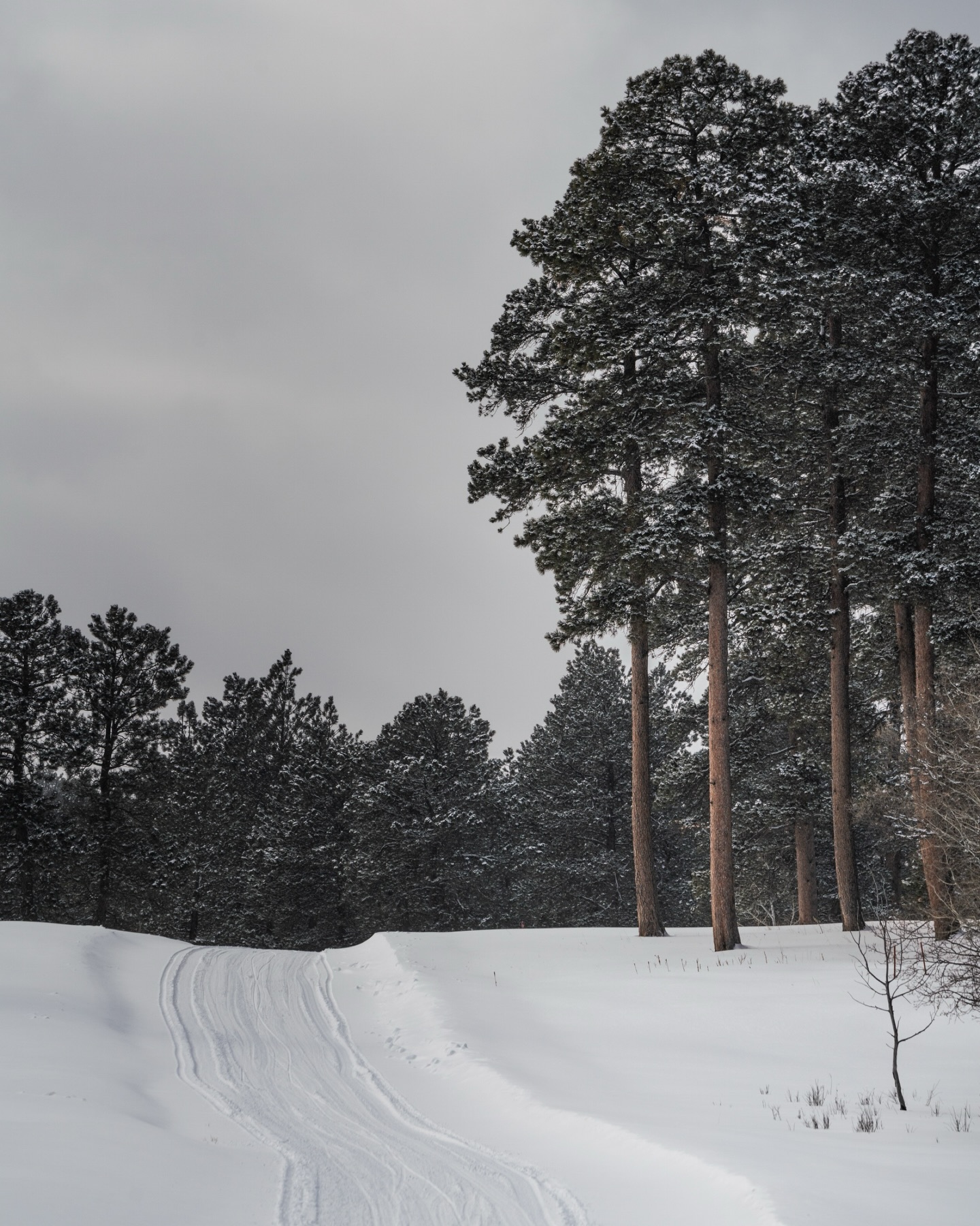 Archival footage from when the Black Hills had snow ❄️
Captured during a winter that actually committed.
Circa January 2025 💁🏼♀️