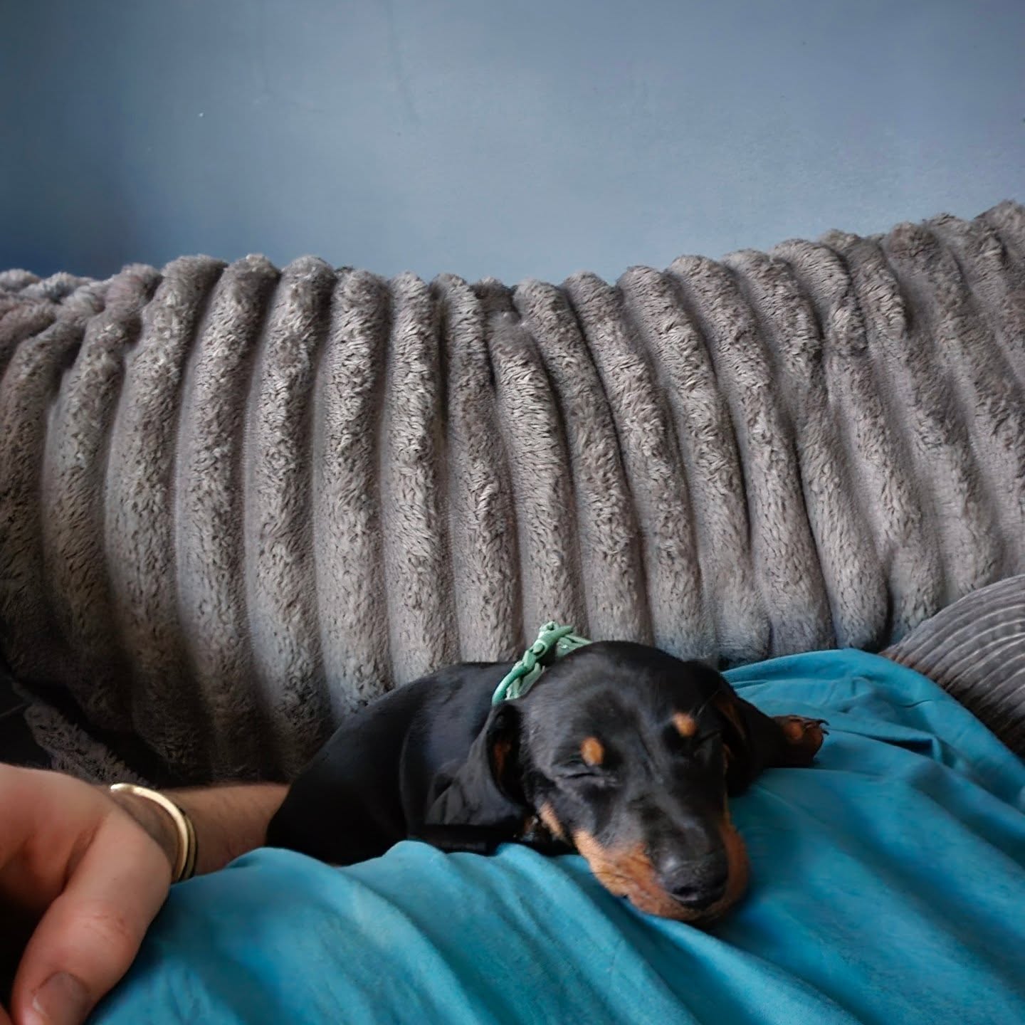 🚨 JDN Property Services | Unplanned Recruitment Alert 🚨
Despite no active vacancies, JDN Property Services has accidentally recruited Nugget.
Nugget joins the business as Junior Health & Safety Officer, shadowing Rolo, Head of Compliance (Selective Enforcement).
Current impact on operations:
• Paperwork now fails bite-resistance testing
• Toolbox talks interrupted by zoomies
• Floor inspections conducted at ankle height
• PPE regularly stolen and relocated
Performance review (Week One):
✔ Exceptional enthusiasm
✔ Poor listening skills
✔ Strong commitment to chaos
No notice period.
No training.
No regrets. 🐾😅
#OfficeDog #DachshundLife #SmallDogBigAttitude #WorkplaceWellbeing #TeamJDN