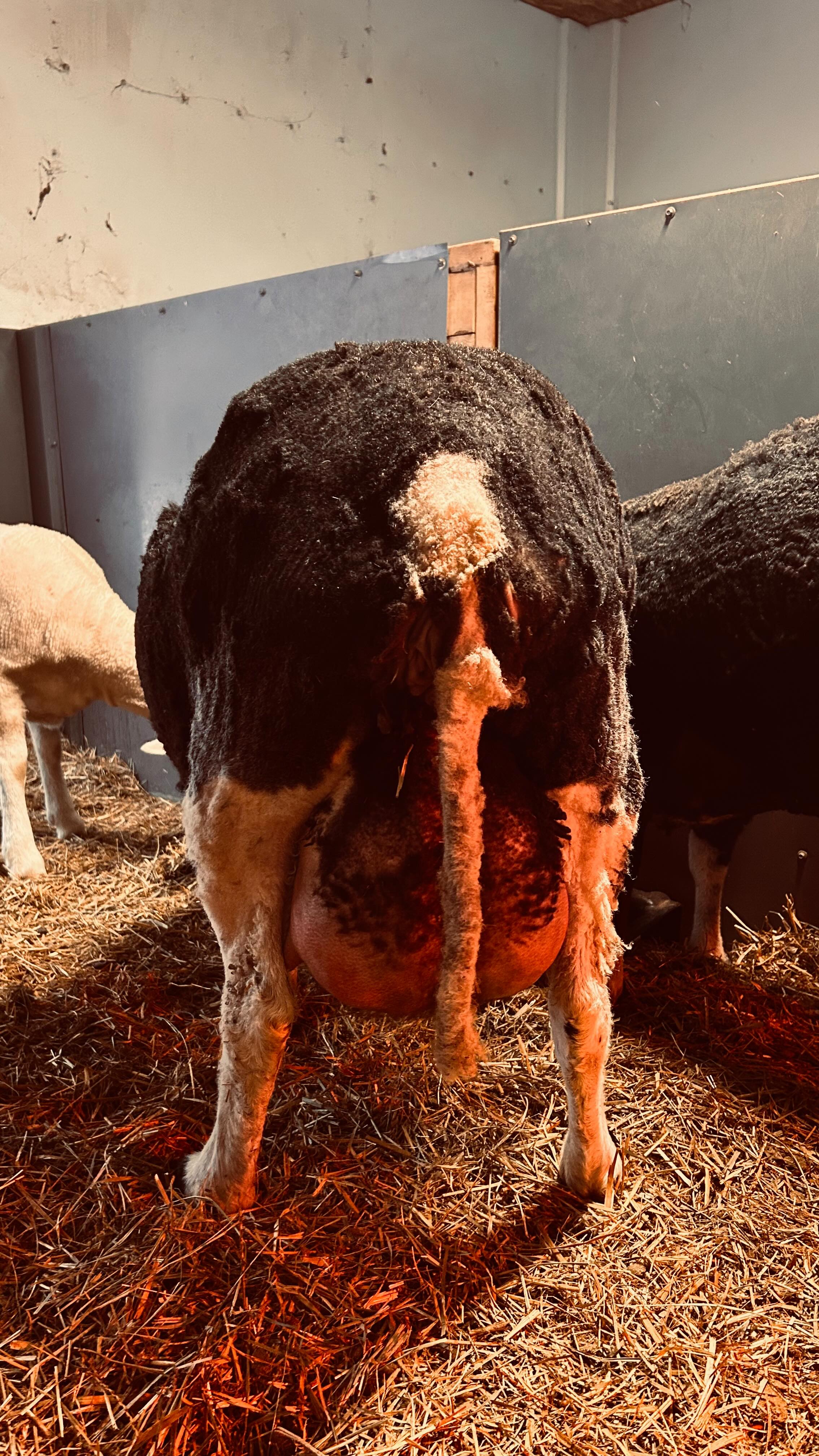 I know I’m not wrong✨
Dairy sheep for the Valentines win🫶🏼