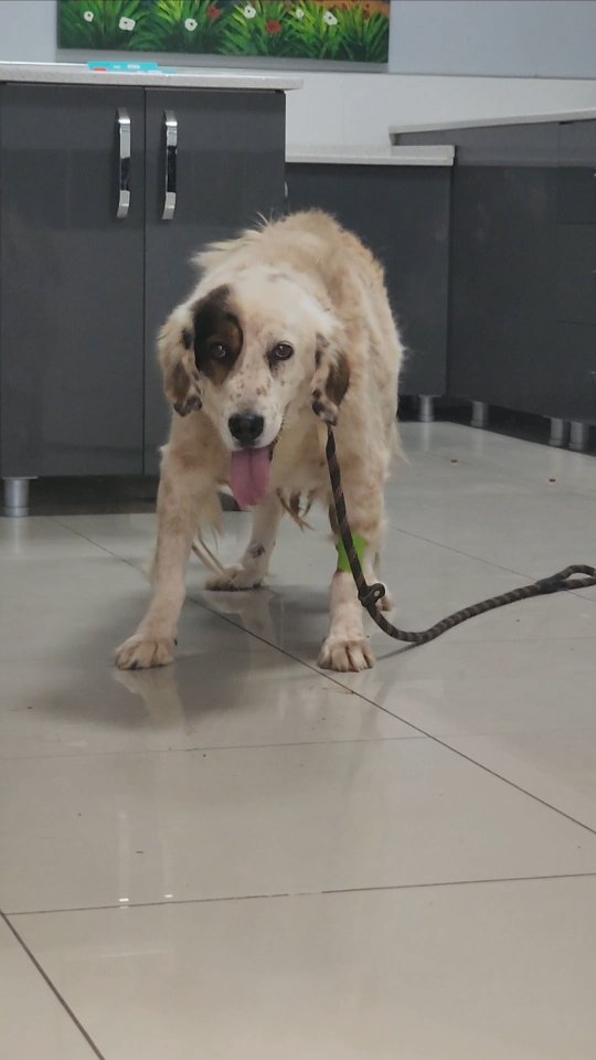 When you get rescued after having spent your whole life on the streets and in a government shelter, and all of a sudden you're being taken to a place called the vets, where the floors are super slippery 🥹
Lots of things are changing for Clarence, but it will all be worth it once he finds his forever home!