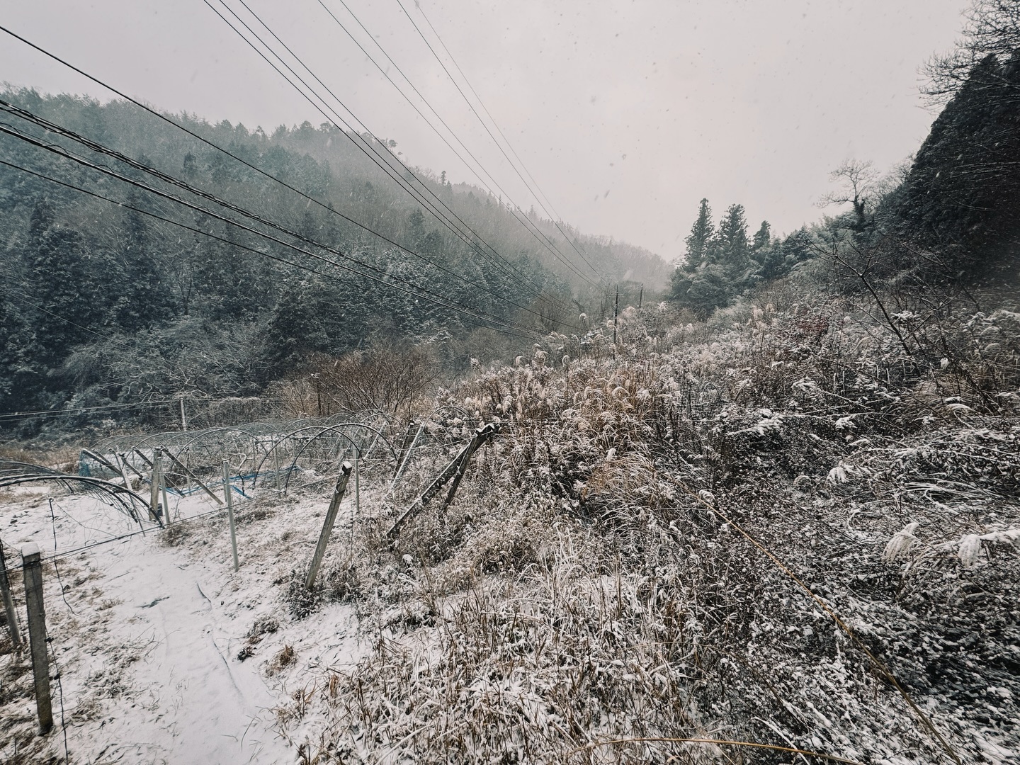 ふぅ。
ワインの棚を建てるための資材が少し足りなかったので、林の中からぶどう棚を解体して資材を確保してきた。
これからようやく去年の春に林の中から解体したビニールハウスとワイン棚を建てていくのに、身体が悲鳴をあげている。毎年冬は夏より身体が異常事態である。
何事も挑戦して失敗してばかりで困ってばかりだけれど、色んな人に助けられて少しずつでも思うように進めていて、ありがたい、ありがたい。
失敗しても、怒られても、落ち込んでも、立ち上がることをやめなければ、大丈夫は、ある。
pray for relive -
【莉蕾|ReLive vine】
岡山県高梁市でぶどう農家をしている @itsuki_ll が、ワインの風景を歩んでいく日々を記録。現在樹齢と研修二年目。蕾から美しい花実が生まれるように、いつの日か、この日々が、ワインやその先の風景に繋がっていくようにという祈りを込めて「莉蕾(りらい)」と名付けた。
ReLive vine with @itsuki_ll documents the daily life of a grape farmer in Takahashi City, Okayama, Japan, as they walk alongside wine. Currently in the 2nd year of both vine age and training, the hope is to one day create grapes and wines that evoke the memory of the landscape. With a prayer that this will eventually lead to an unrecognizable landscape, the endeavor was named "ReLive vine".
#ワイン #農家 #醸造 #ぶどう #農業 自然 秋田犬 甲斐犬 岡山 日本の風景 Wine Winemaking Grapes Farming Nature Akita KaiKen JapaneseLandscape Vin Vinification Raisin Agriculture ChienAkita ChienKai