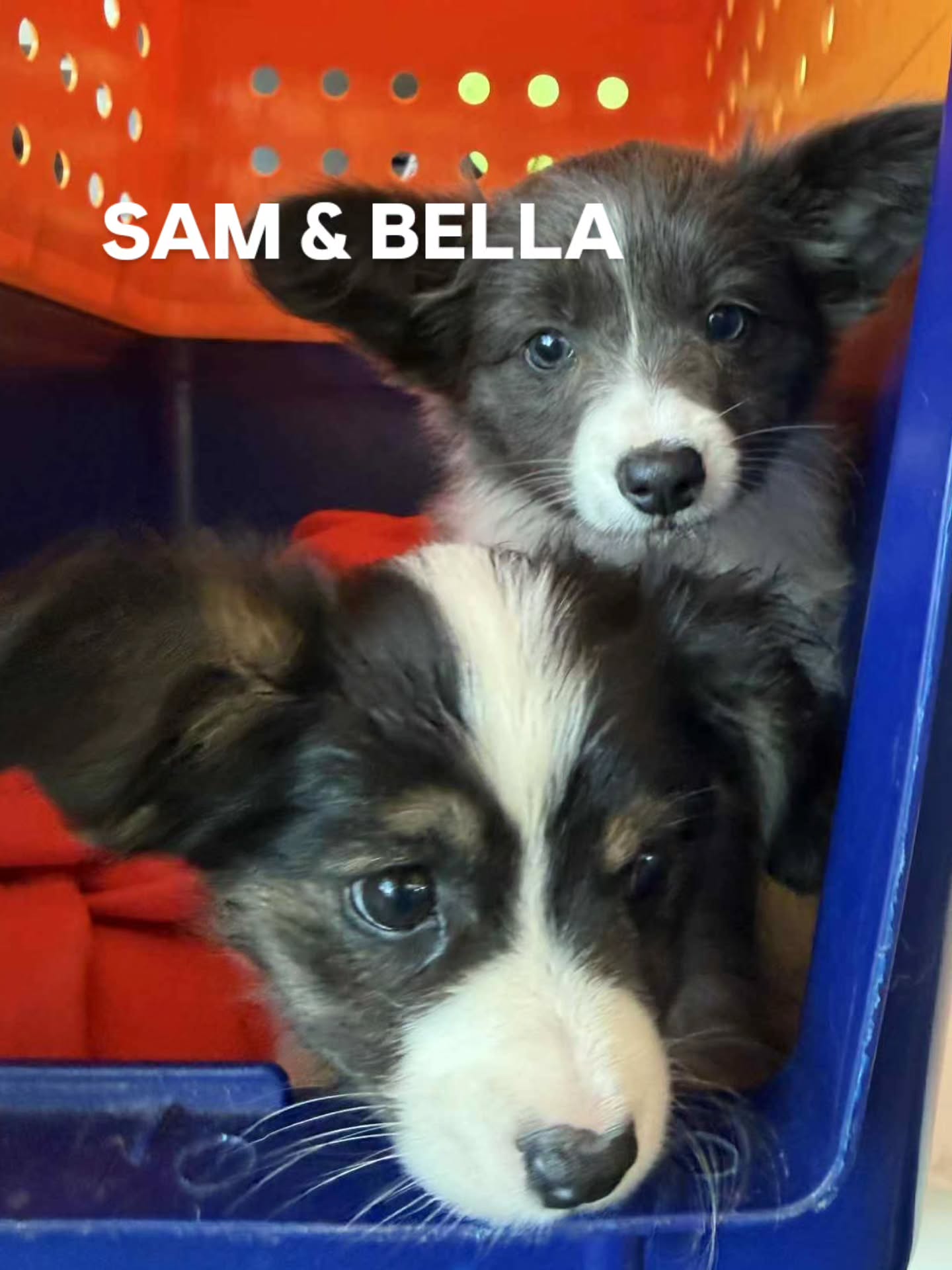 Super cute Thursday travellers💙✈️
Sam and Bella are off to 📍Christchurch
Pippa is off to 📍Queenstown
Tango is off to 📍Dunedin
#Hamiltonpettransport #domesticpettravel #pettransportnz